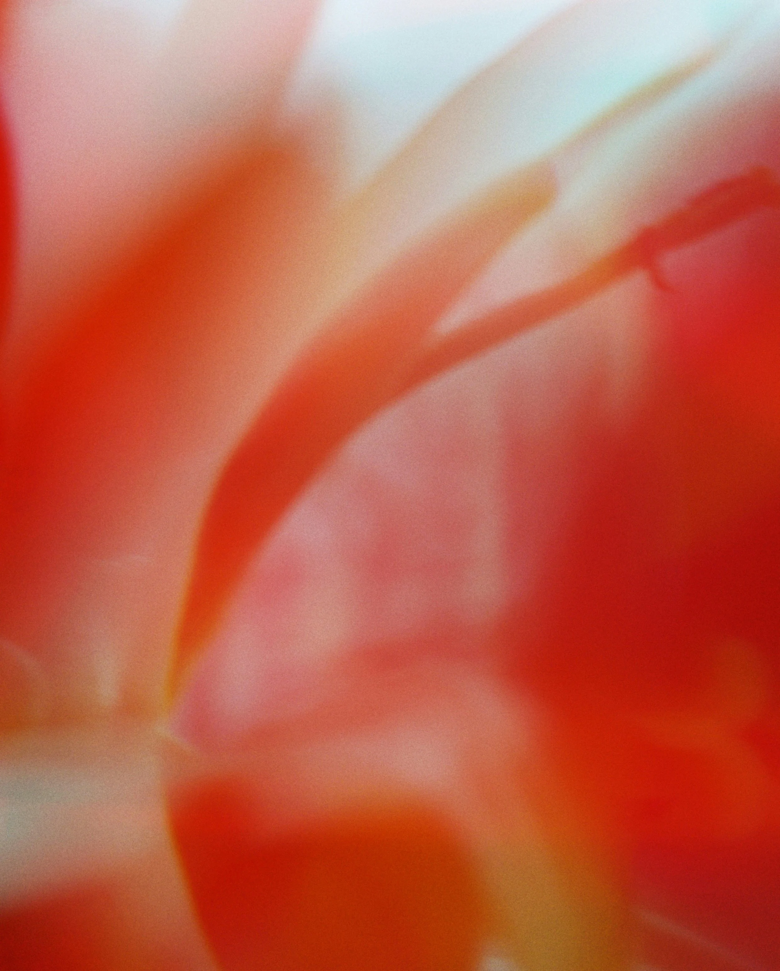 Close-up of a flower with soft yellow and orange petals.