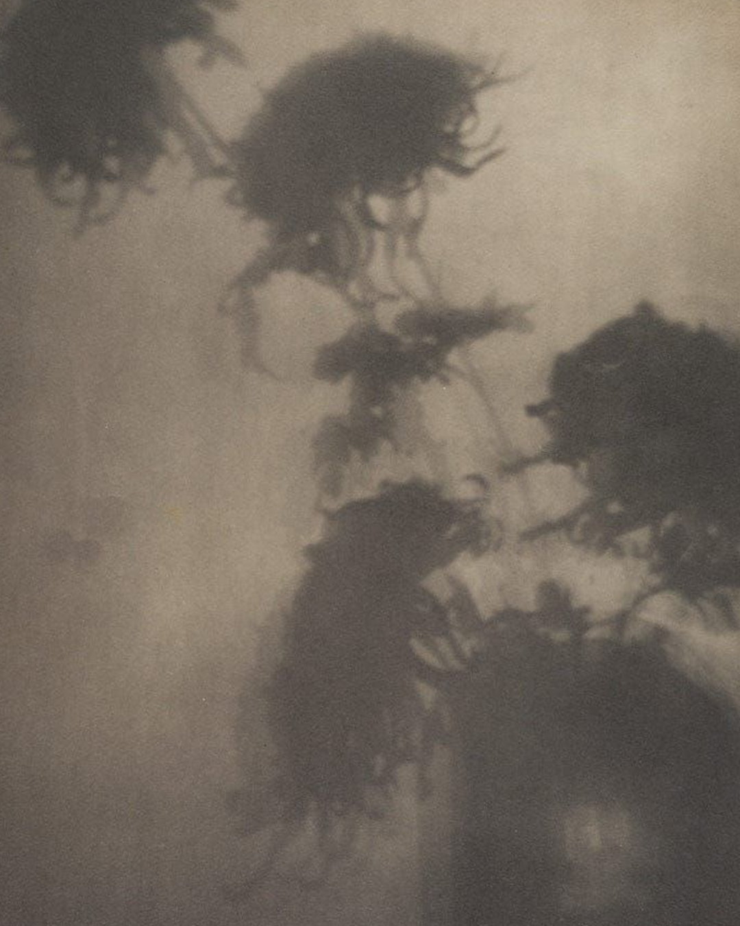 Sepia photo of flower shadows projected onto the wall.