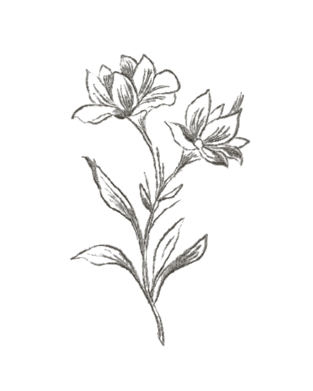 Black and white illustration of a flowering plant with leaves and blooms.