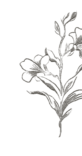 Hand-drawn illustration of a flowering plant with leaves and flowers.