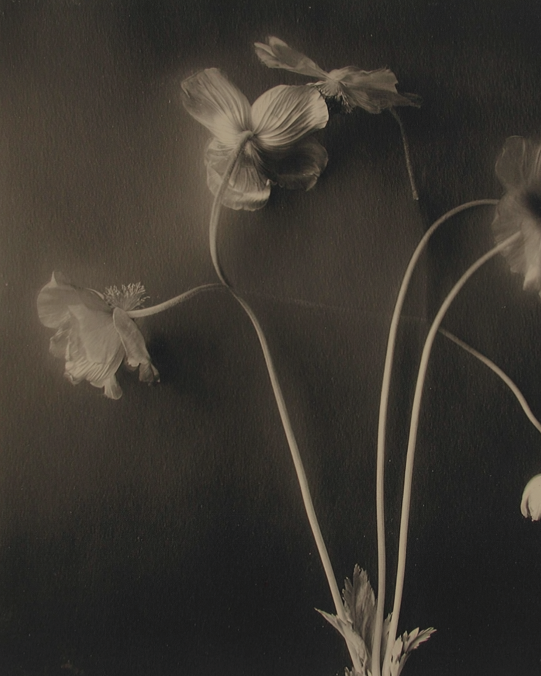 Sepia photograph of three flowers with long, curved stems against a dark background.