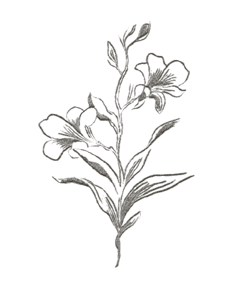 Black and white illustration of a flowering plant with leaves and blooms.