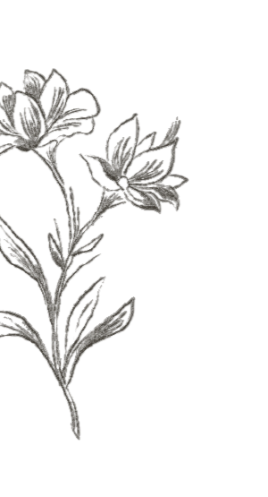 Line art of a flowering plant with leaves and blossoms.