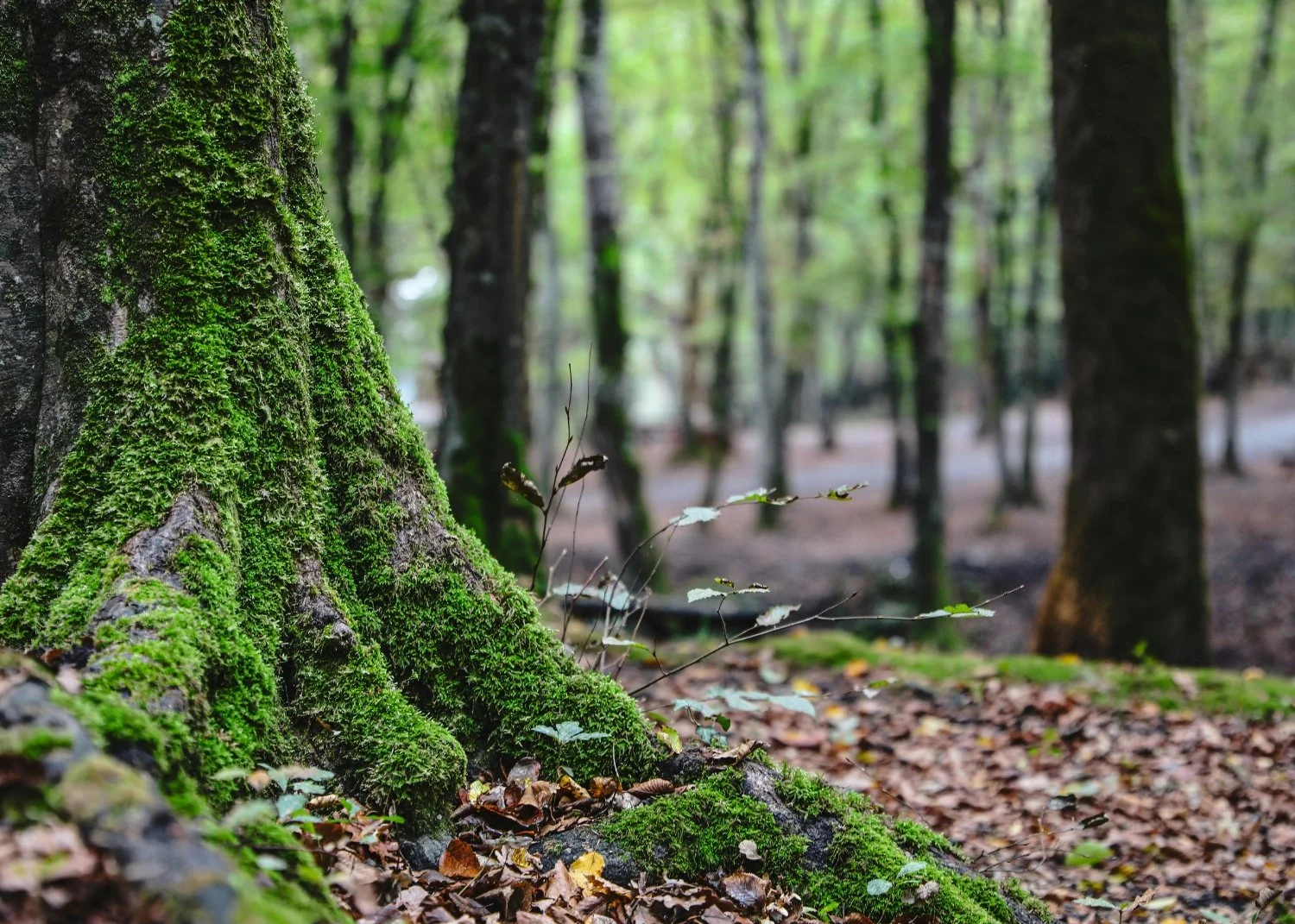 A close-up of tree roots covered in green moss in a forest with multiple trees and fallen leaves on the ground.