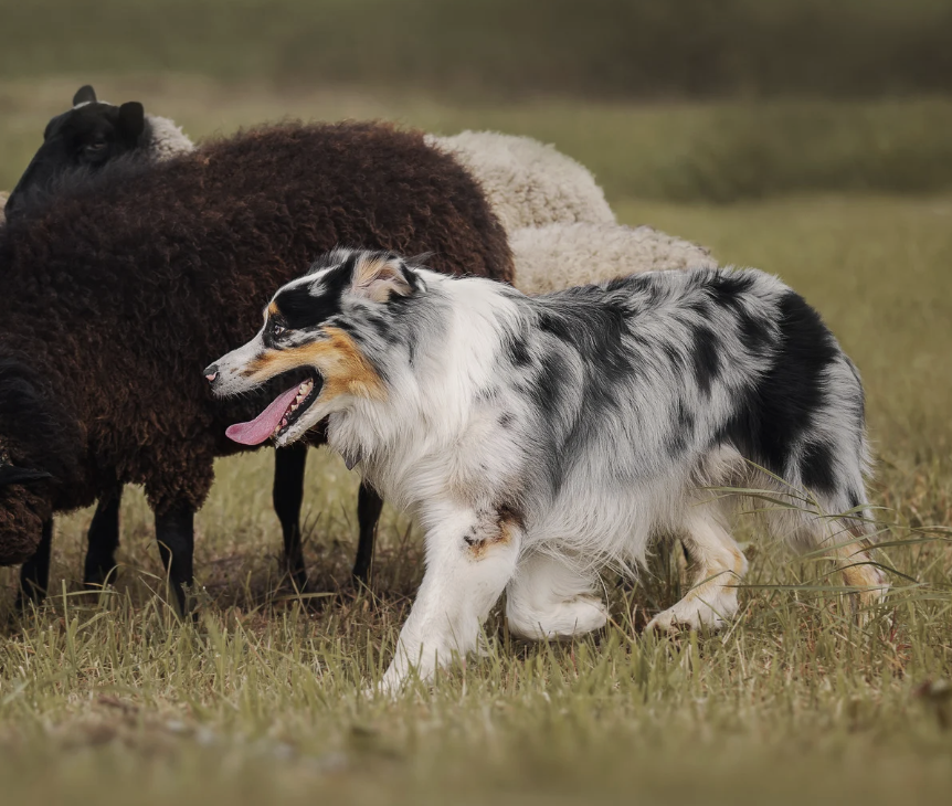 The MacKay Way — The Herding Breed Program