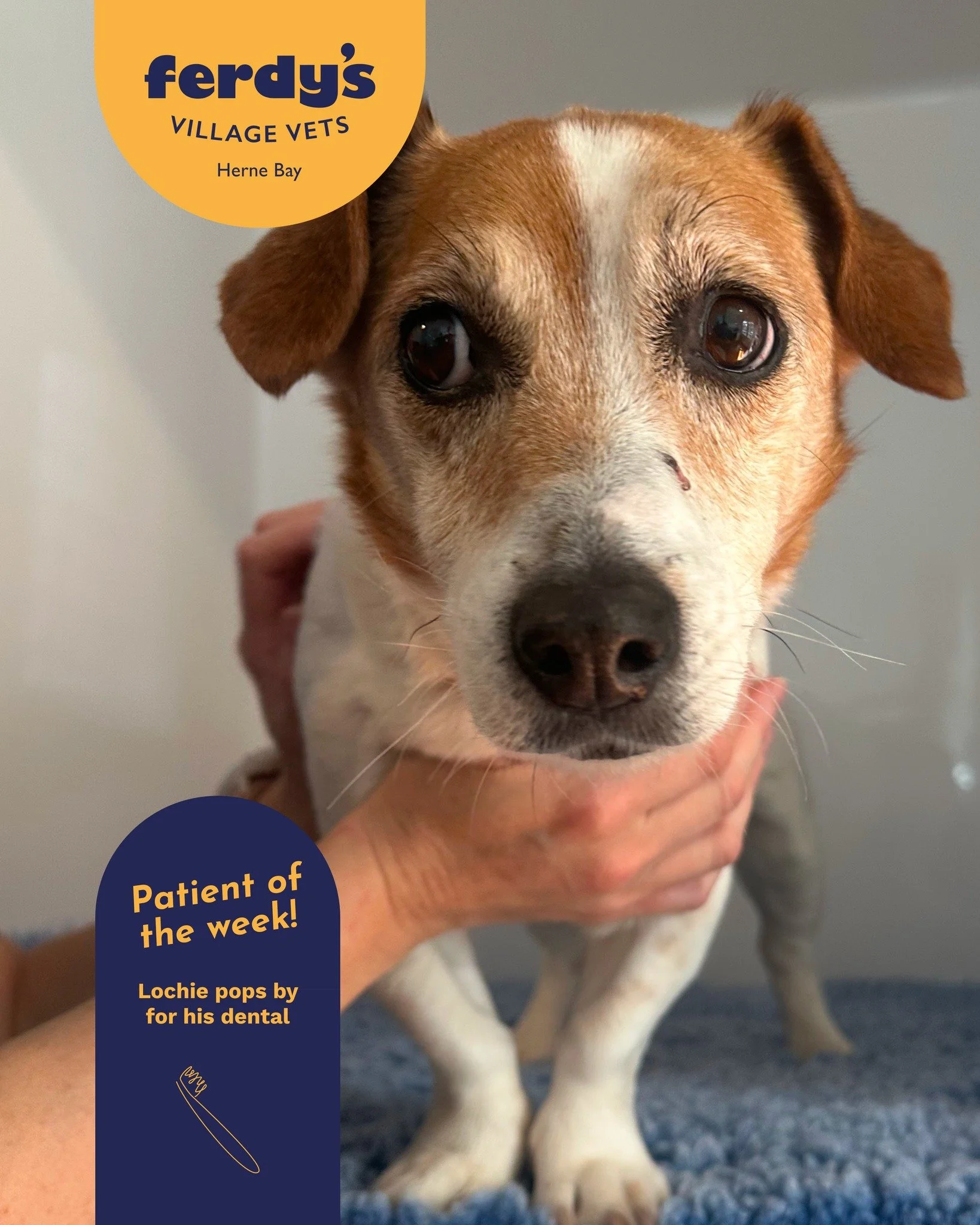 Meet our superstar patient of last week, Lochie!
Lochie came to visit us last week for a dental procedure and although he is considered a senior, he sailed through his physical exam, dental surgery, and recovery with flying colours. He had 7 teeth re