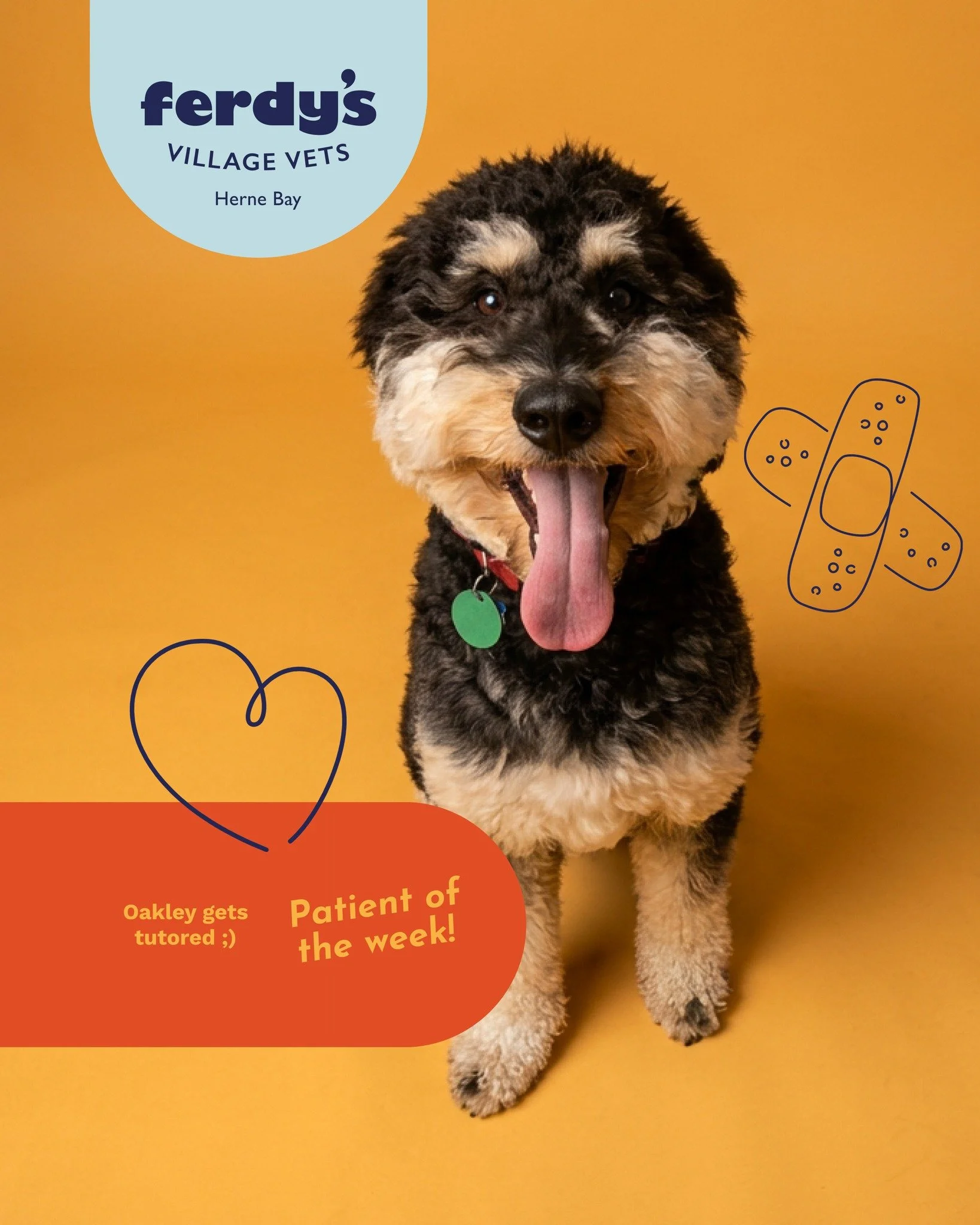 Oakley 😍 

Our patient of the week, Oakley, was perhaps the happiest and most helpful patient we&rsquo;ve had. 
He came ready and willing for his desexing procedure and even helped our nurses with preparing his pre op medication! ✨