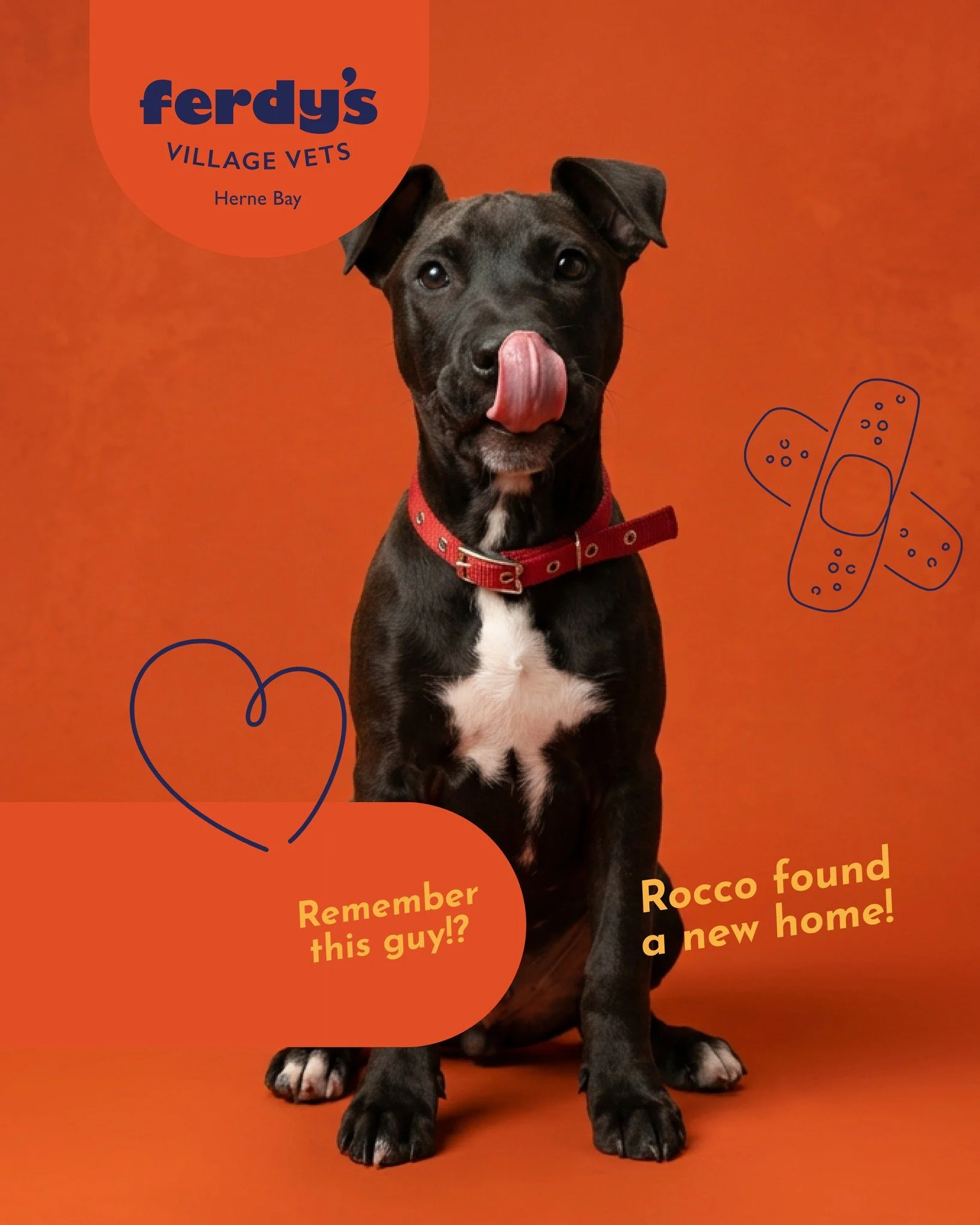 Rocco&rsquo;s Return! 🐾🦴🖤

From the streets of South Auckland, to our little clinic in Herne Bay. 

Rocco was brought in to us a couple of weeks ago as a stray and during the week he was being fostered, he managed to find a perfect new home for hi