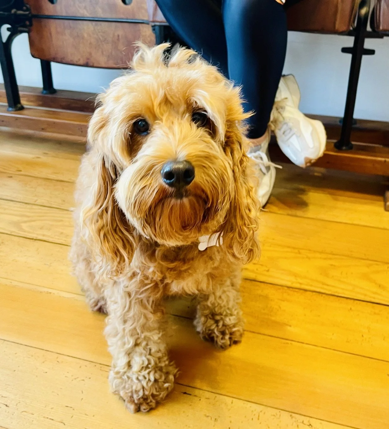 Fozzie.jpeg