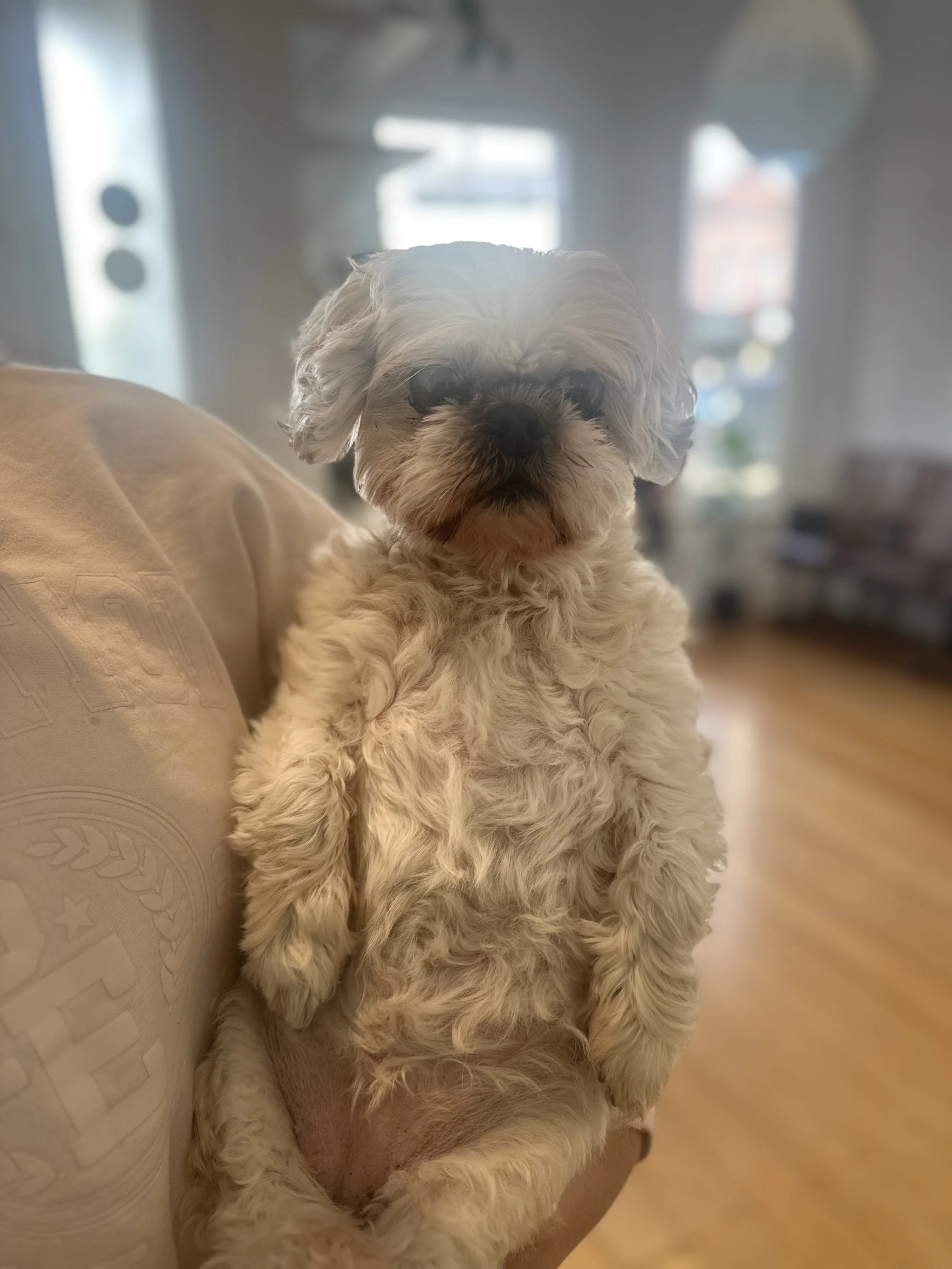 Macy.jpeg