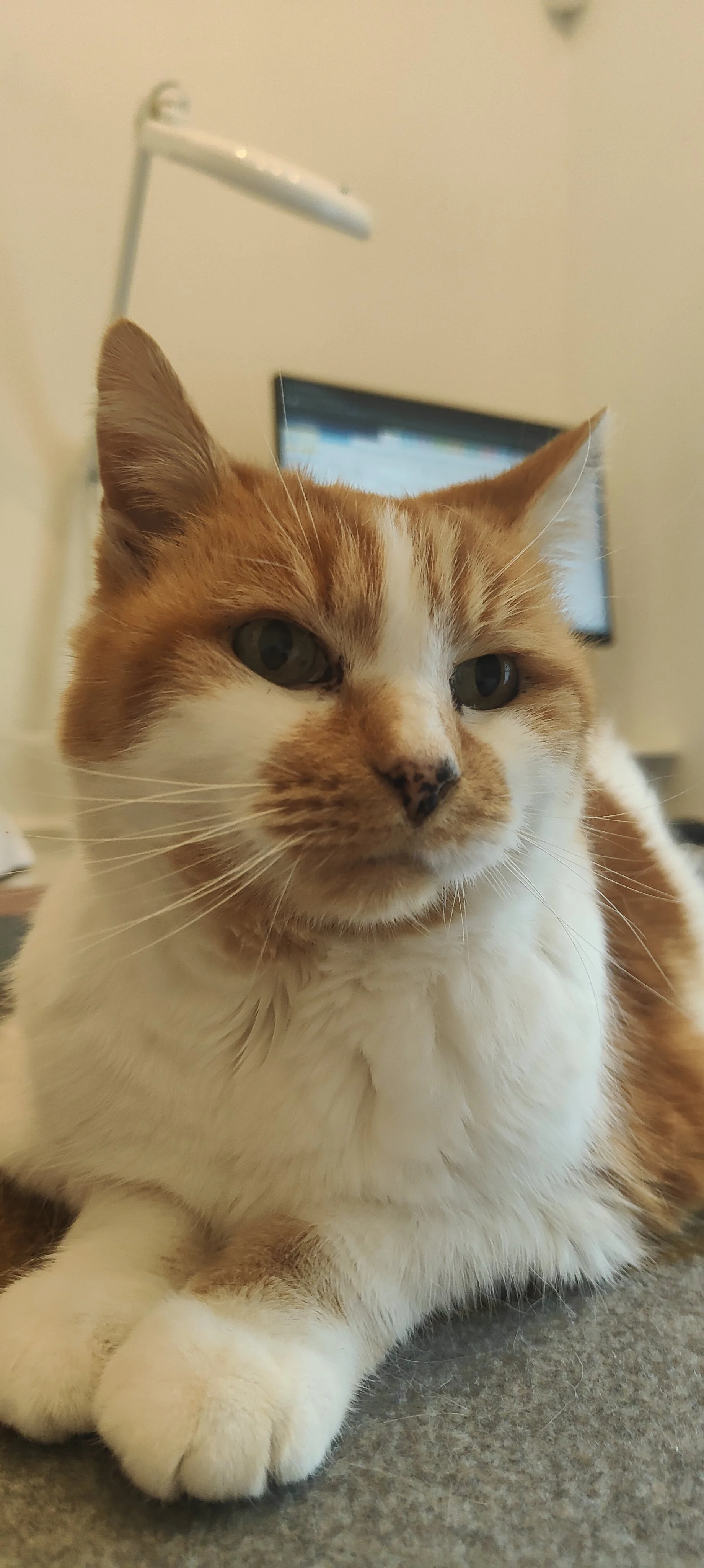 Tilly 2.jpg