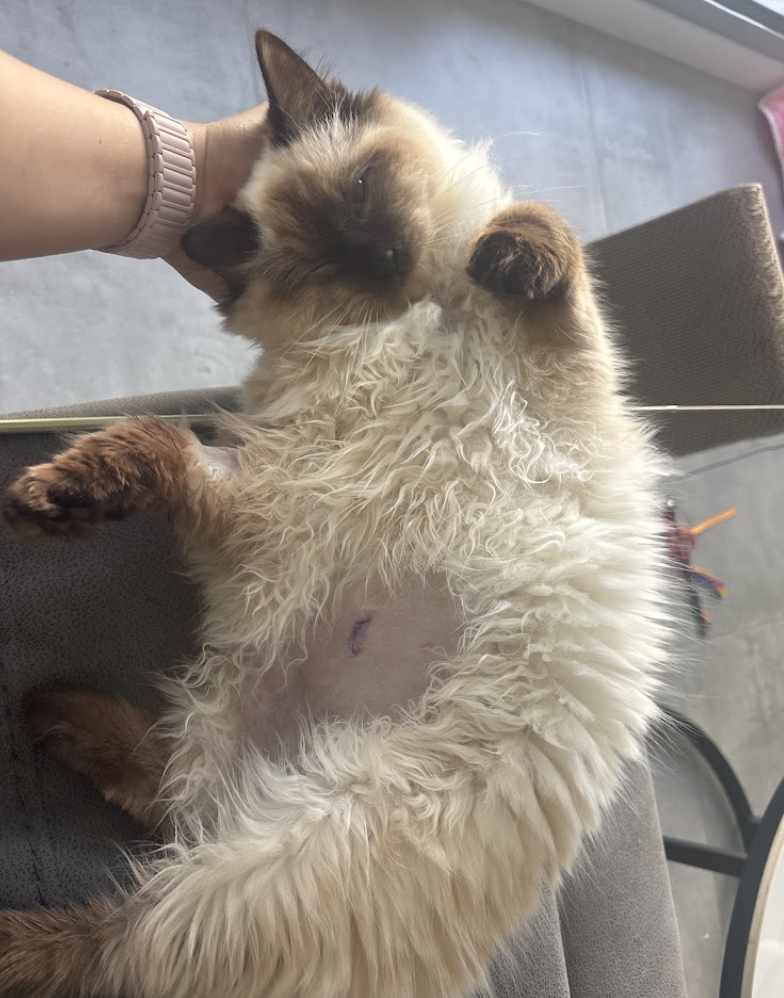 Twinkle post spay.png