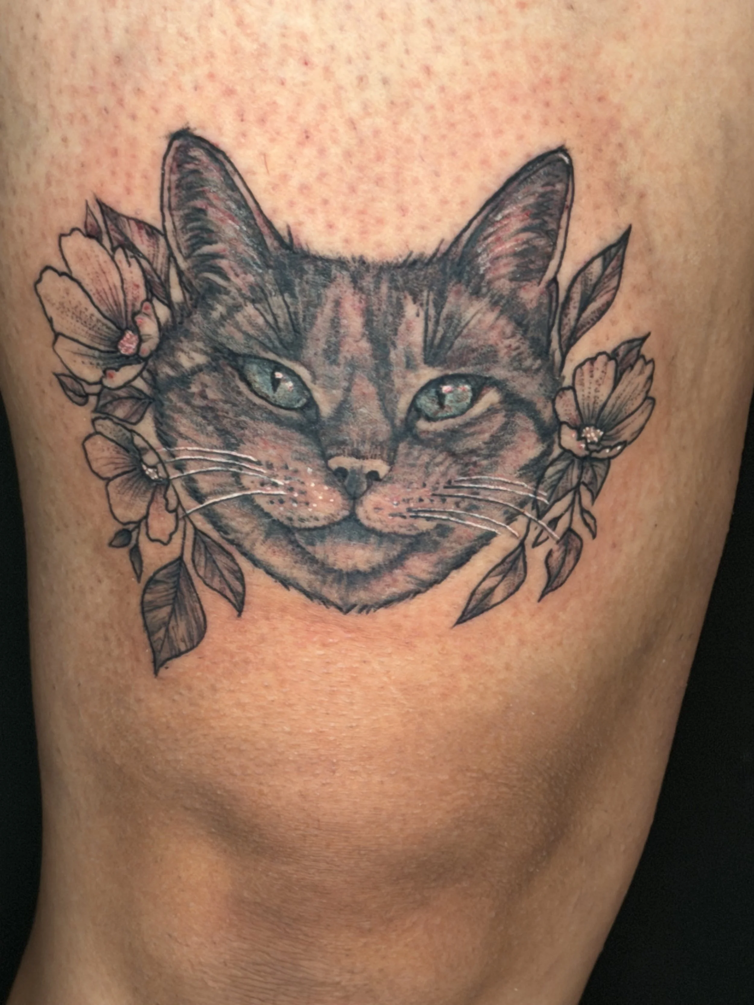 Pet portrait of cat