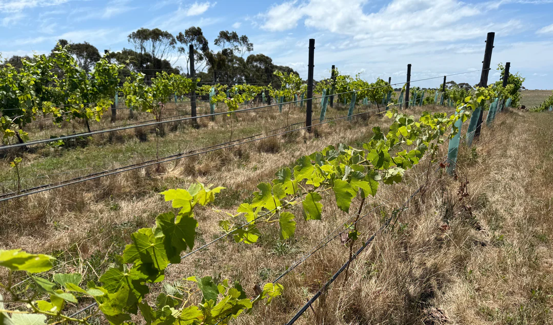 Resurrection: How Best's Oldest Clone Found a New Home on the Bellarine
