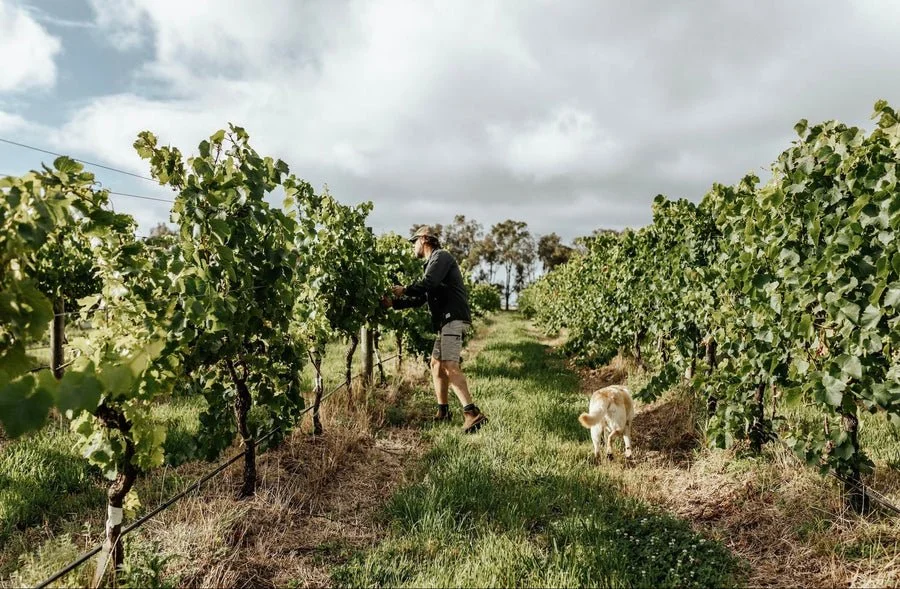 Regenerative Viticulture: Growing Better Soil, Better Wine