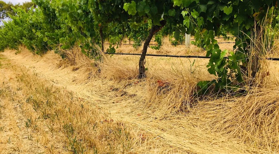 Under-Vine Cover Cropping: A Regenerative Viticulture Practice in Action