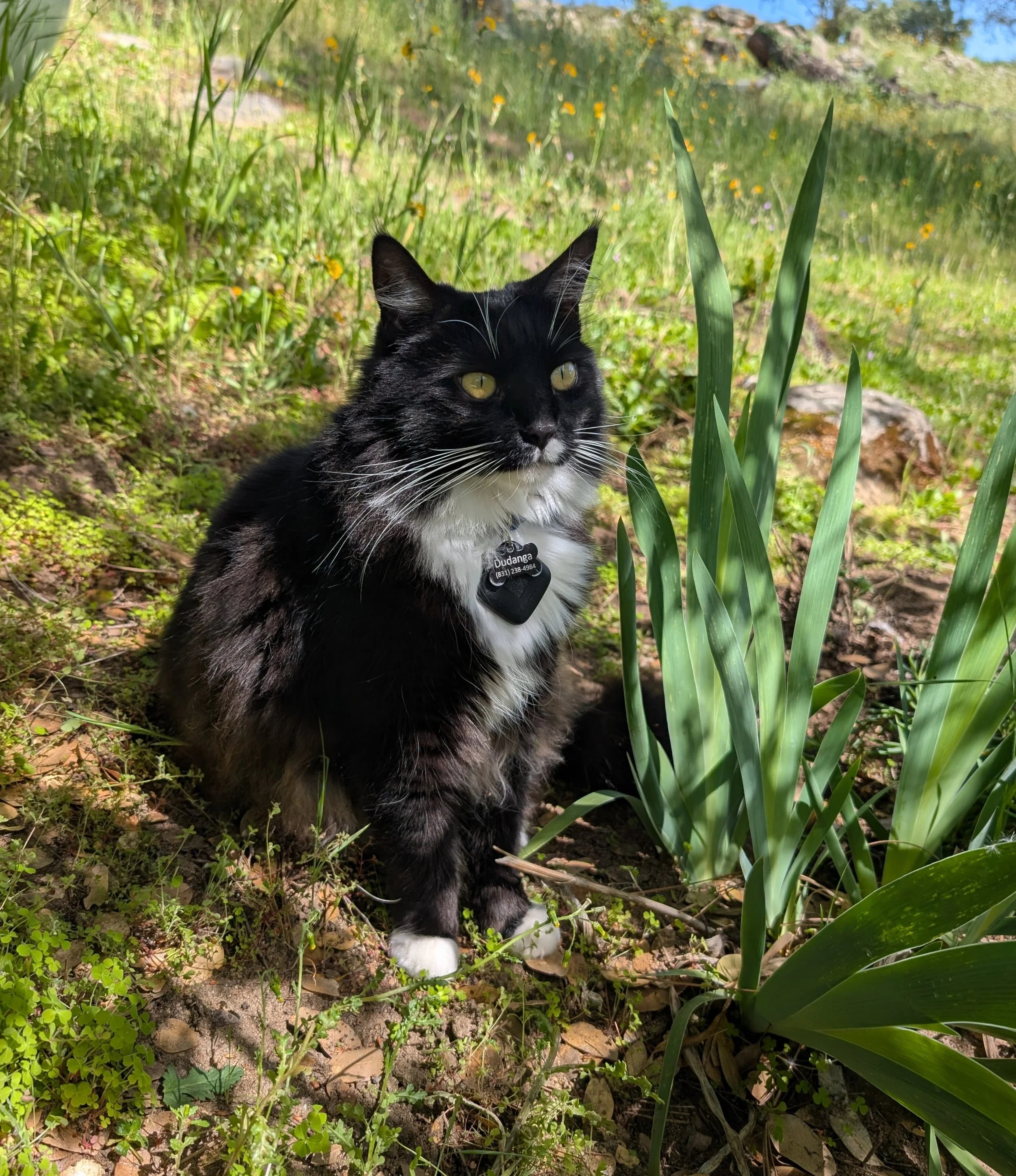 A tuxedo cat sitting outdoors among green plants and tall grass, wearing a black collar with a tag.