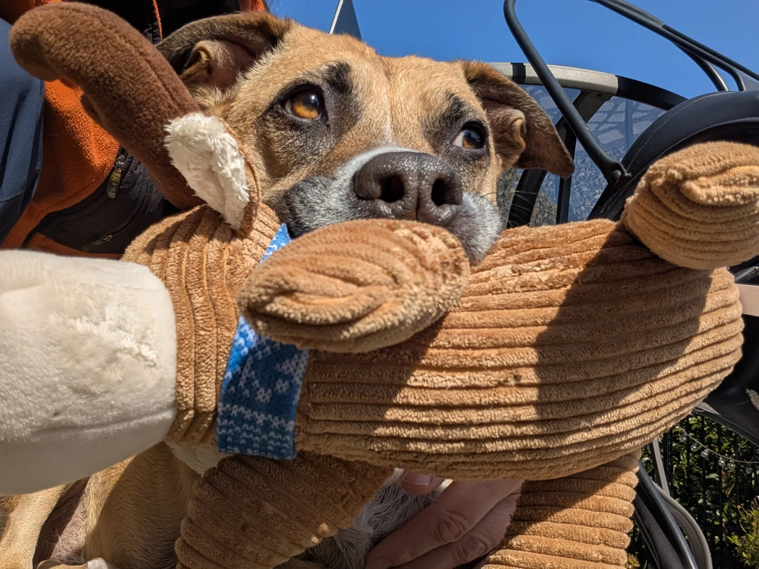 Close-up of a brown and white Pitbul mix with a plush toy in its mouth and a blue sky in the background.
