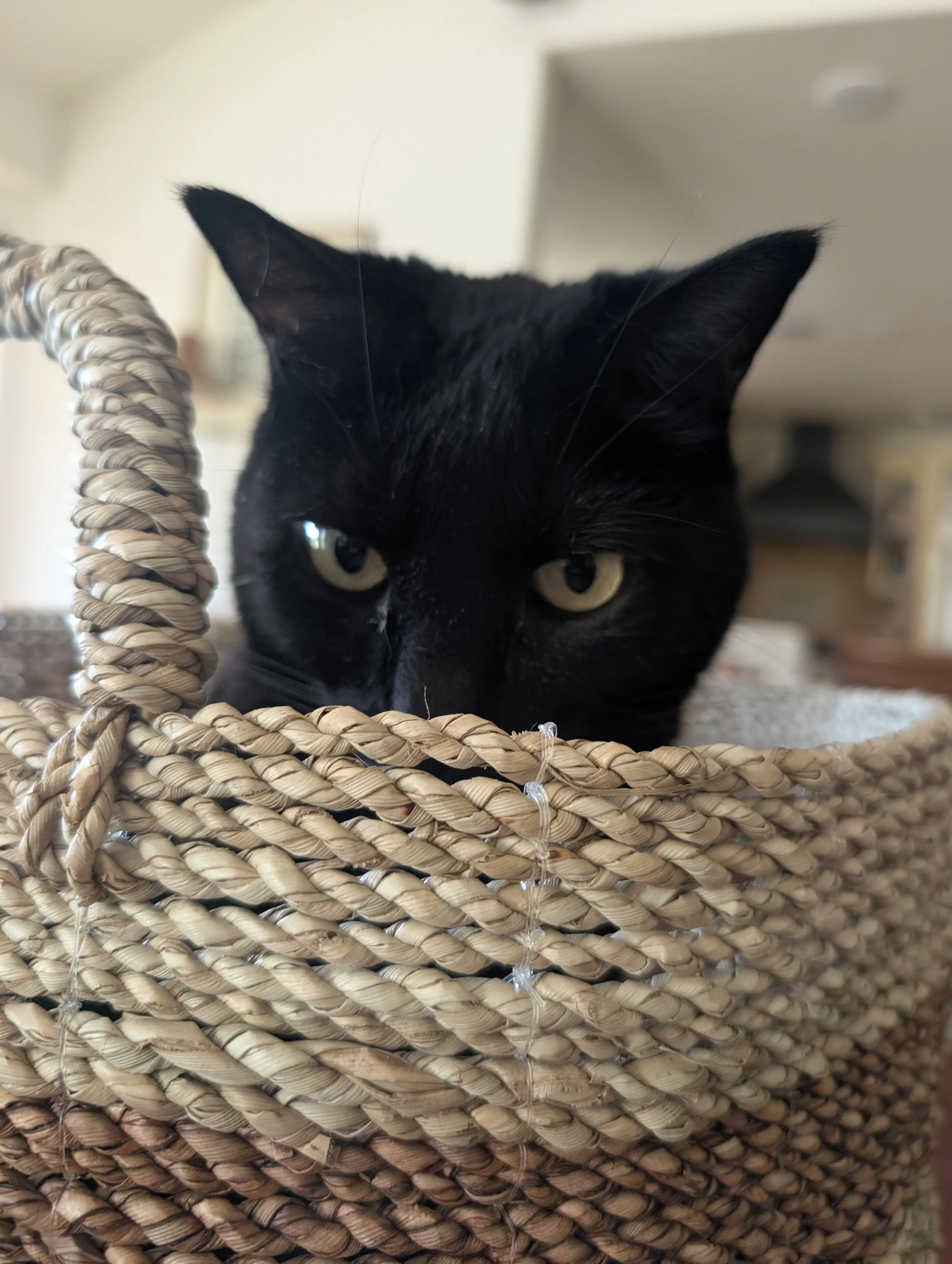 A black cat with yellow eyes peeking out from a woven wicker basket.