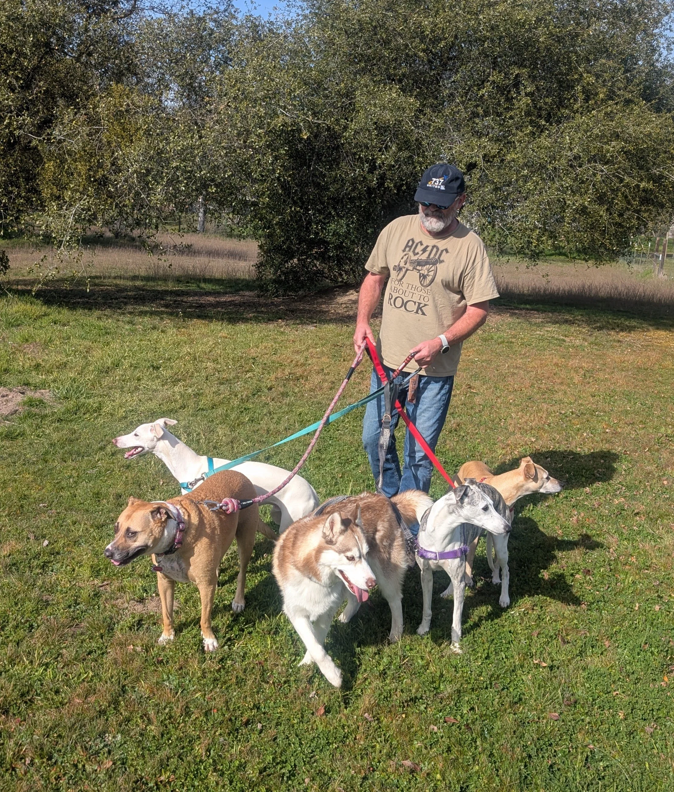 A dog walker with five dogs on leashes in a grassy park area.