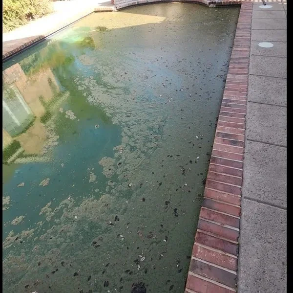 A swimming pool with dirty, algae-covered water and debris floating on the surface, adjacent to a concrete sidewalk with a brick edging.