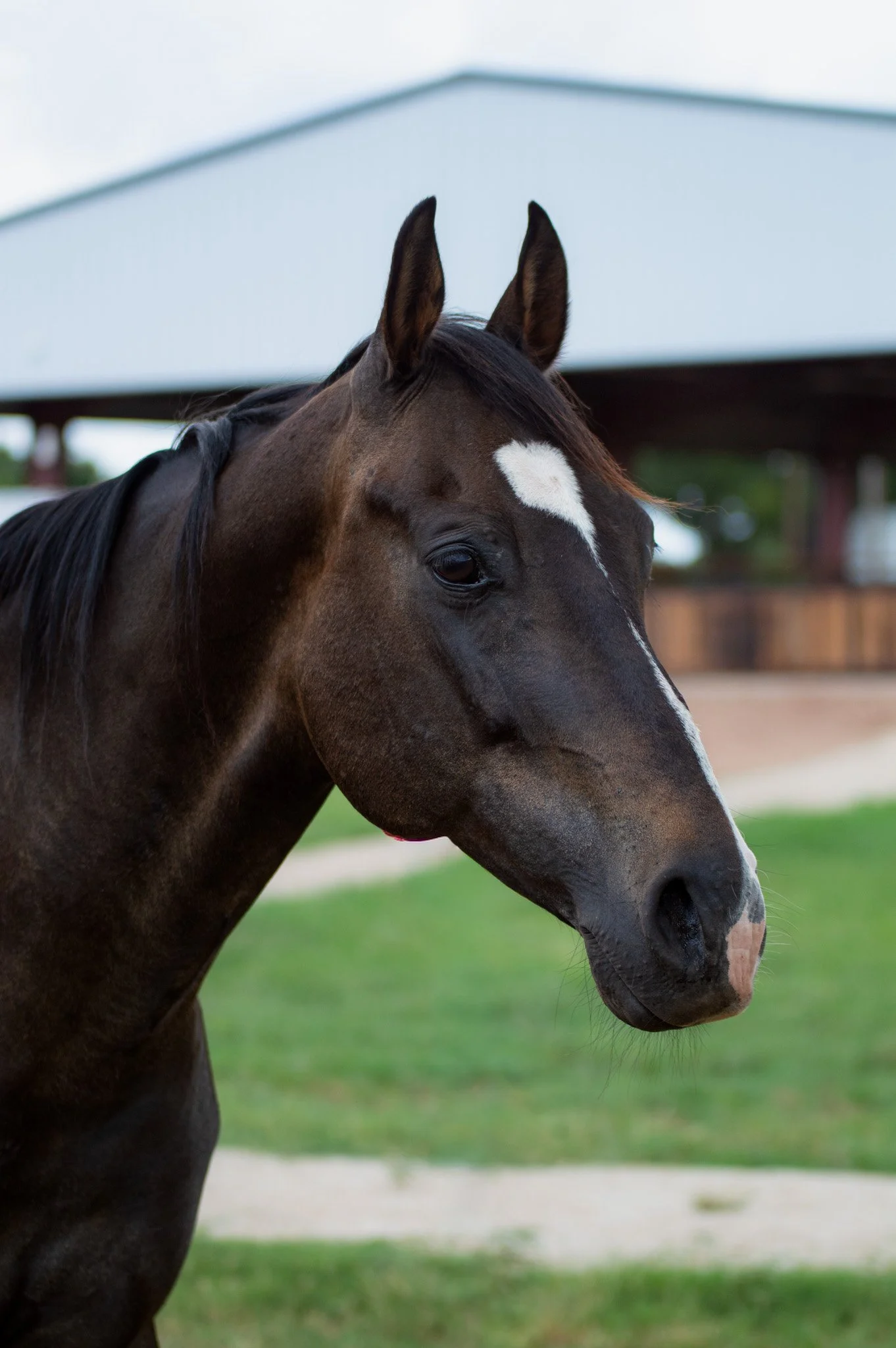 Close-up of a dark brown horse with a white star-shaped marking on its forehead, standing outdoors with a blurred background of a building and greenery.