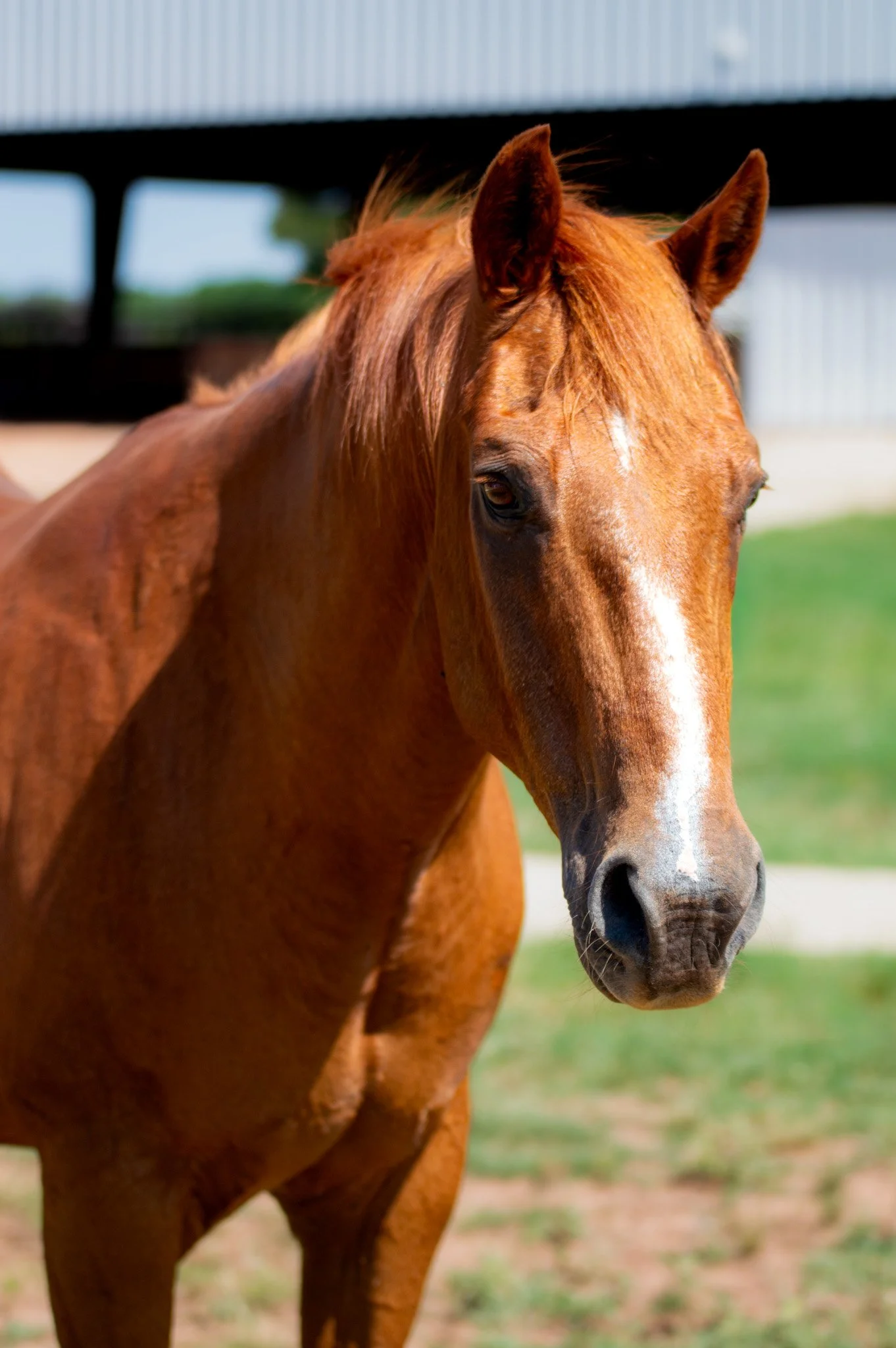 A brown horse with a pink halter standing outdoors on grass, with a person extending their arm and hand to touch or hold its face. There are trees, a building, and a cloudy sky in the background.
