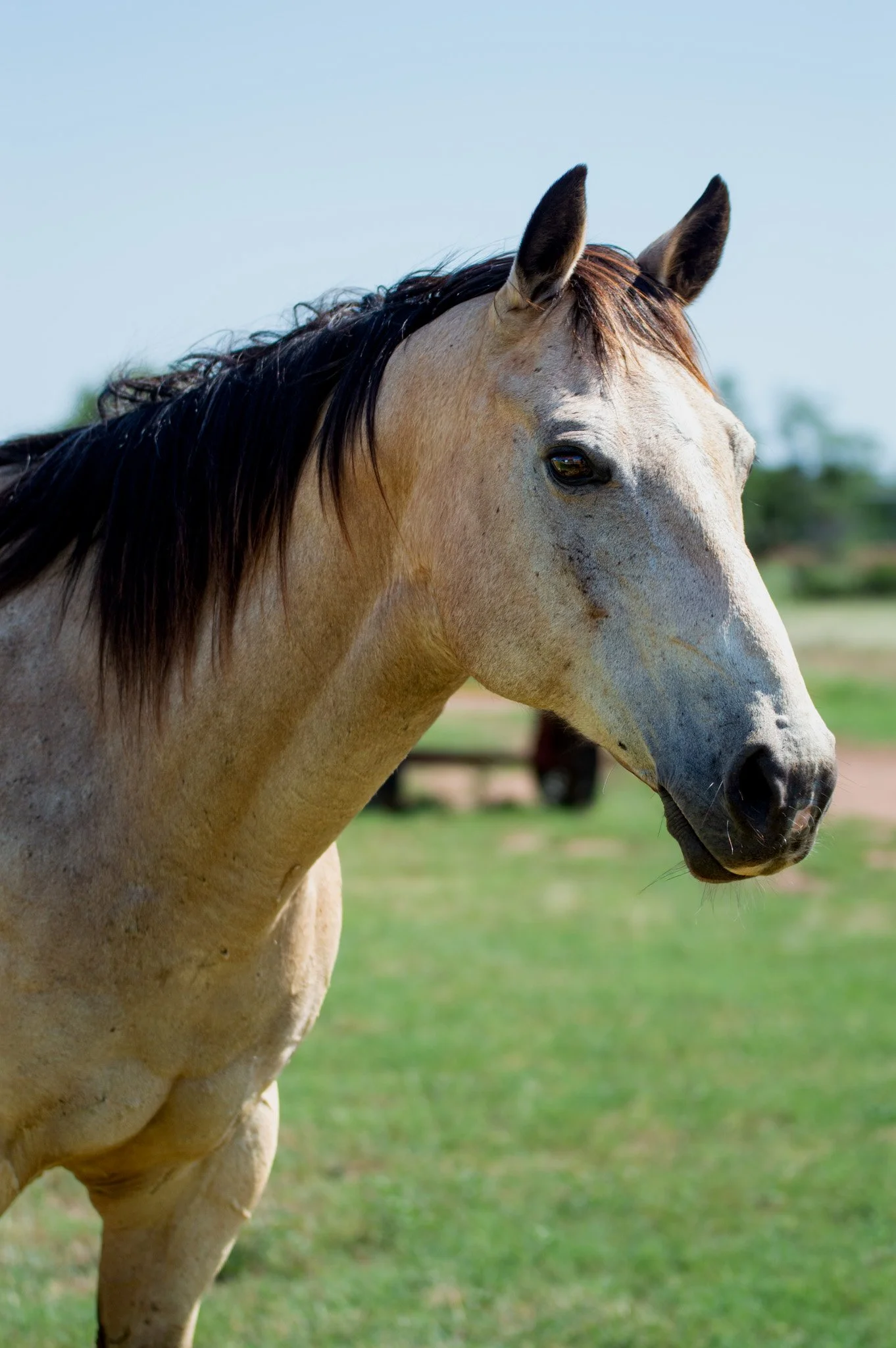 A light-colored horse with a dark mane and tail stands outdoors on a farm, tied to a wooden post with a red rope halter, under a clear blue sky.