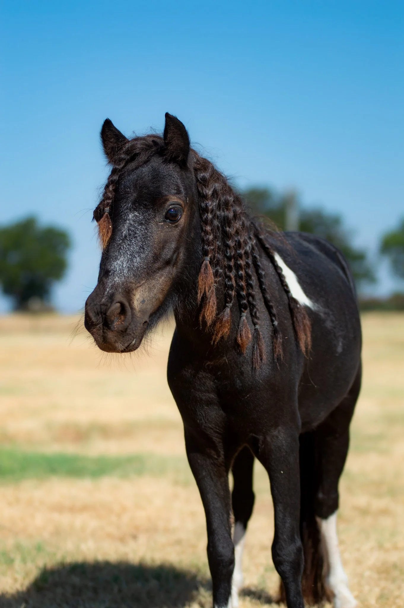 Small black pony with a pink halter standing in a sandy outdoor enclosed area, with a blue sky and some structures in the background.