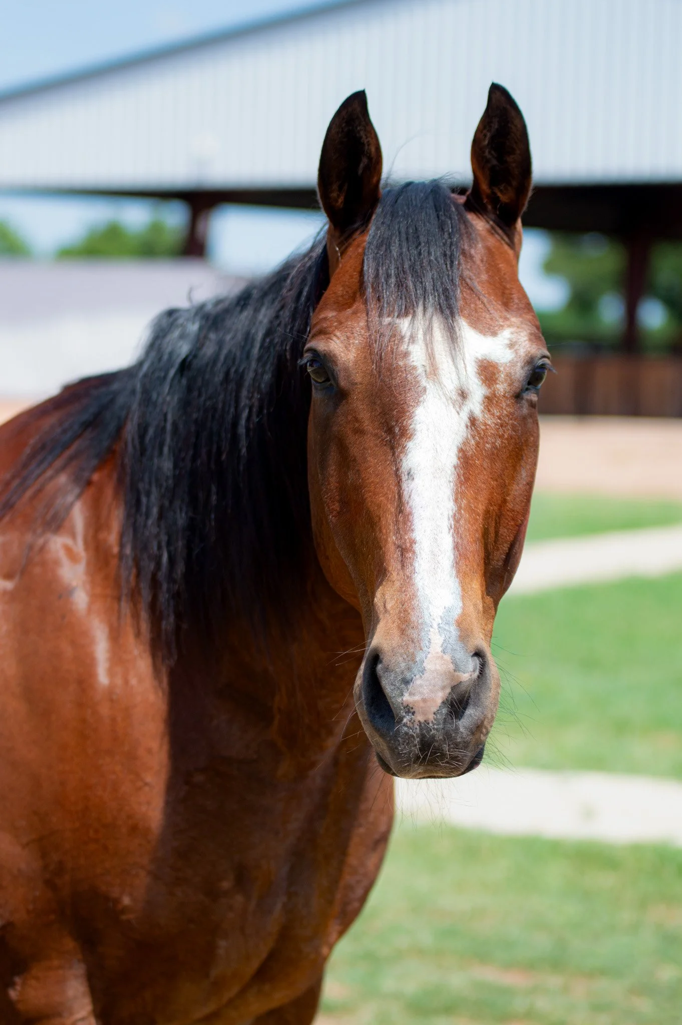 A brown horse with a white blaze on its face standing near a wooden fence on a farm field with a clear blue sky.