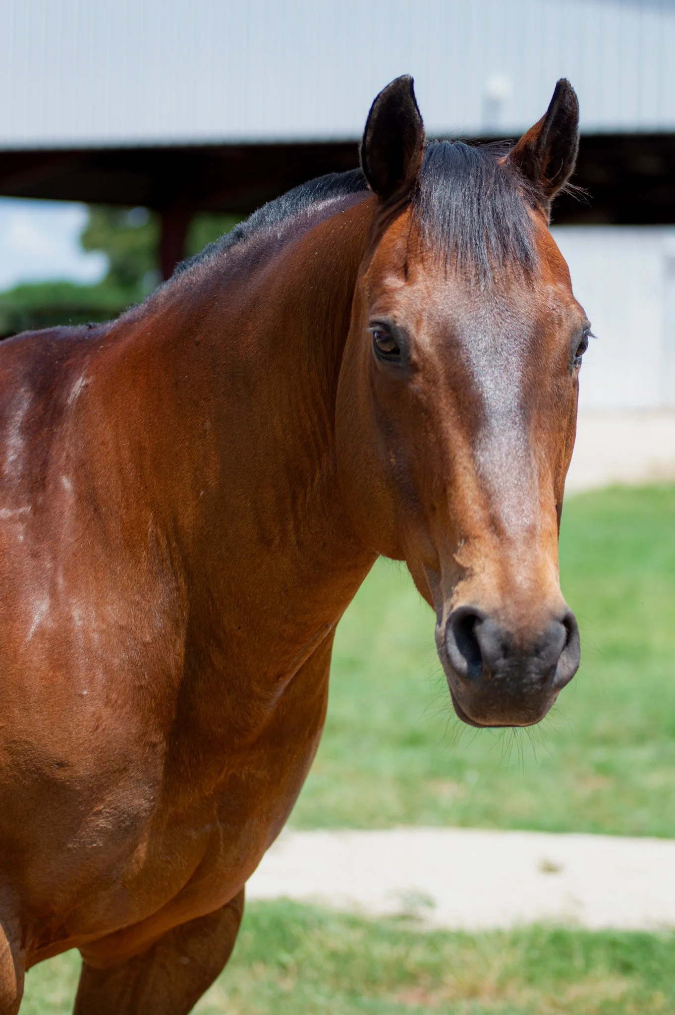 A brown horse with a pink halter stands next to a wooden fence on a farm during daytime.