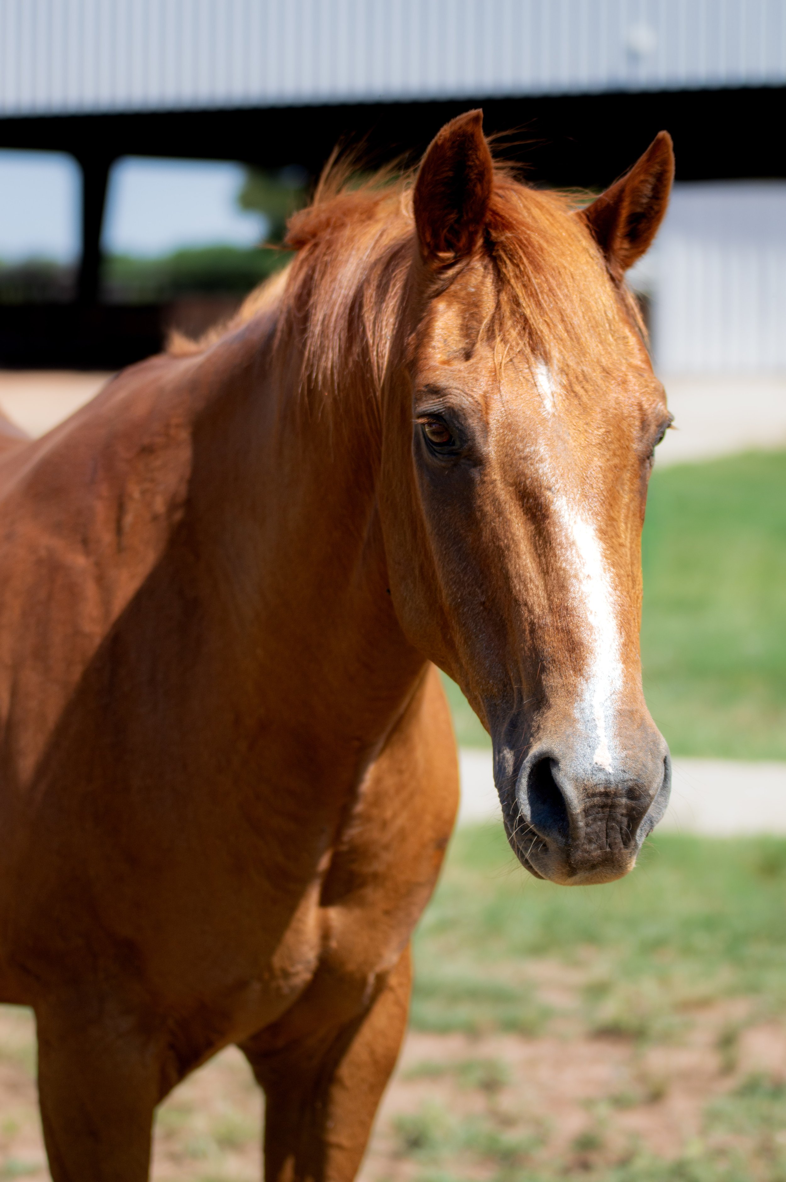 Close-up of a chestnut horse with a white stripe on its face standing outdoors with a blurred background of grass and a building.