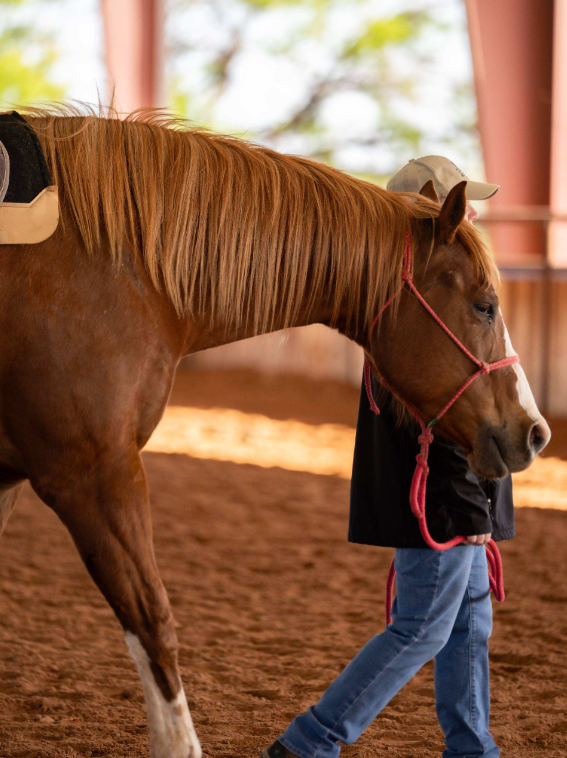 A child leading a brown horse with a white stripe on its face inside a riding arena.