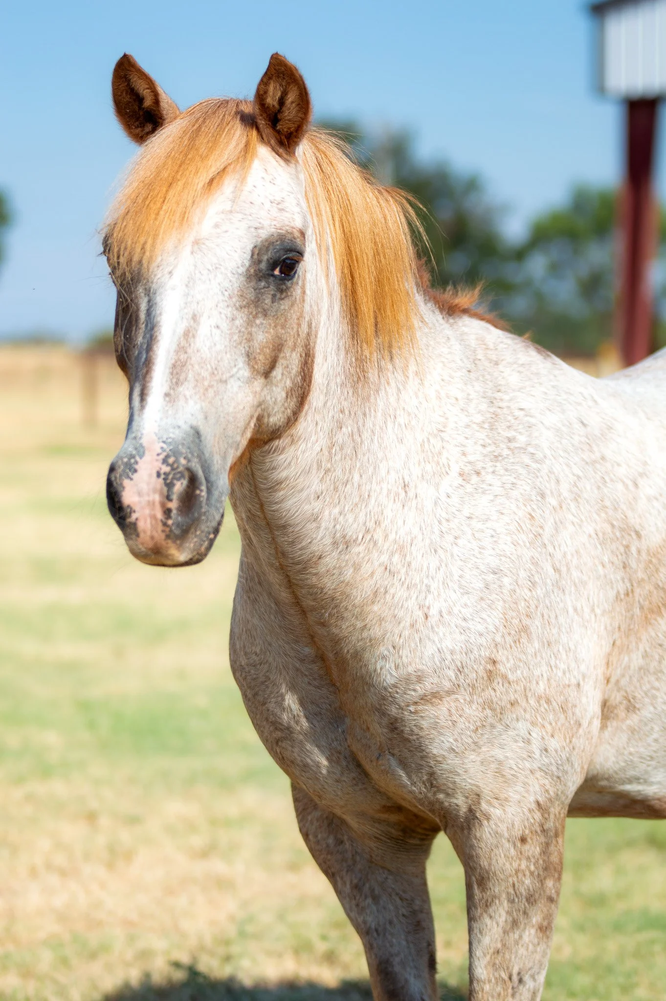 A light brown horse with a blonde mane standing next to a wooden fence, on a farm with trees in the background during daytime.