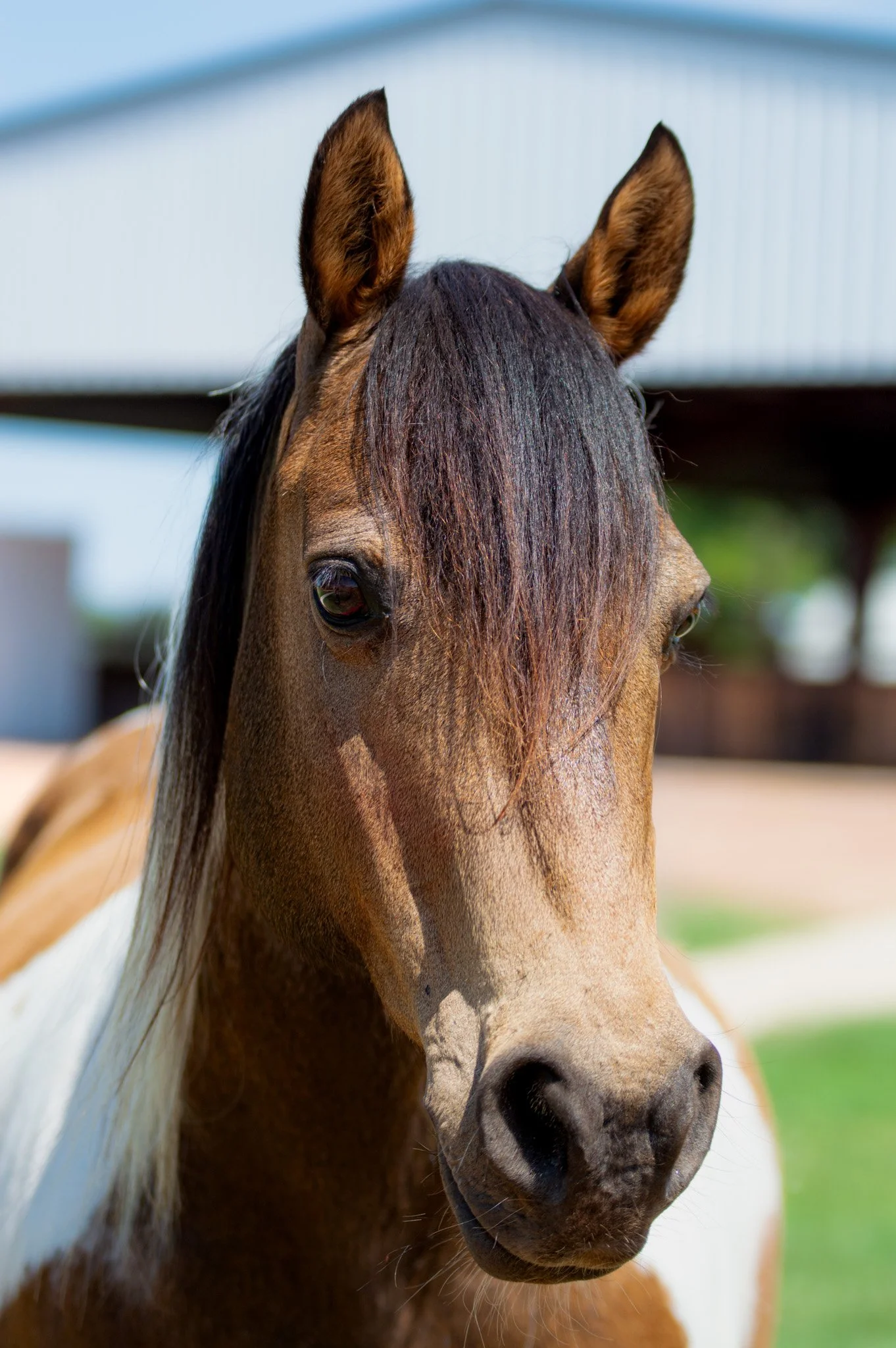 A brown and white horse with a dark mane standing outdoors near a wooden fence with a red halter. The background features trees and a clear blue sky.