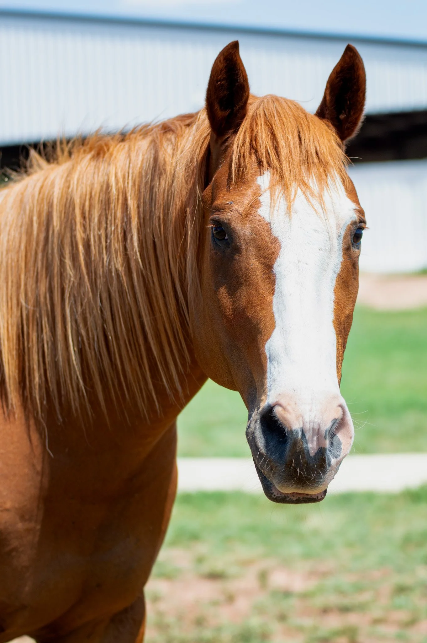 Close-up of a chestnut horse with a white blaze on its face, standing outdoors on a grassy area with a building in the background.