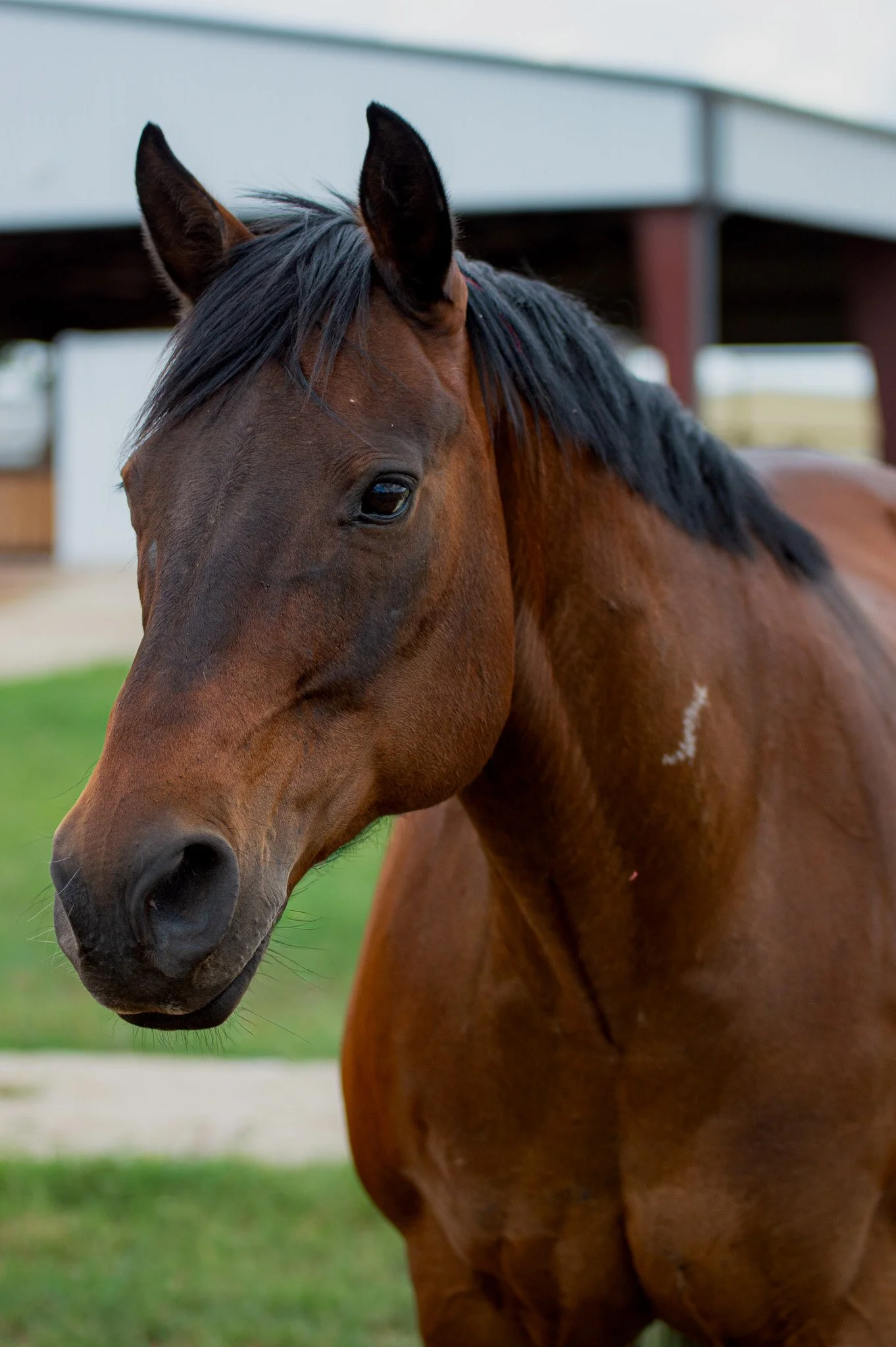 Brown horse with black mane standing outdoors on grass, facing a person's outstretched hand attached to a fence post.