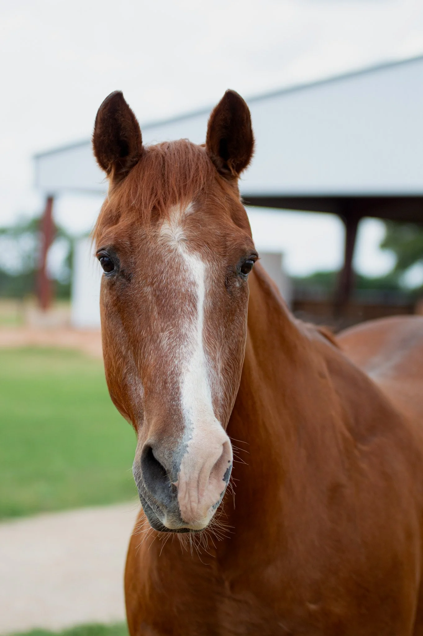 A brown horse with a white blaze on its face standing near a wooden fence in a field under a clear blue sky.