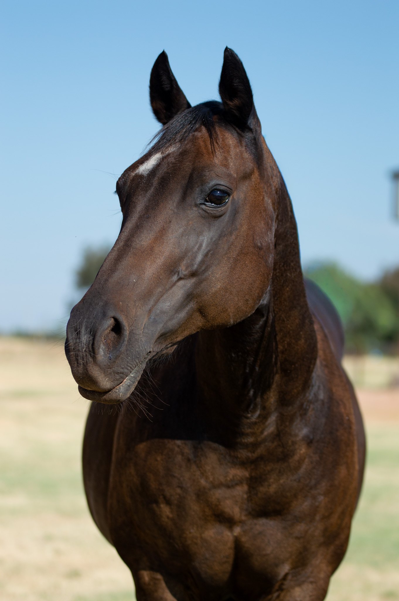 A black horse with a brown face stands outdoors on a farm, wearing a pink halter, with trees and a clear blue sky in the background.