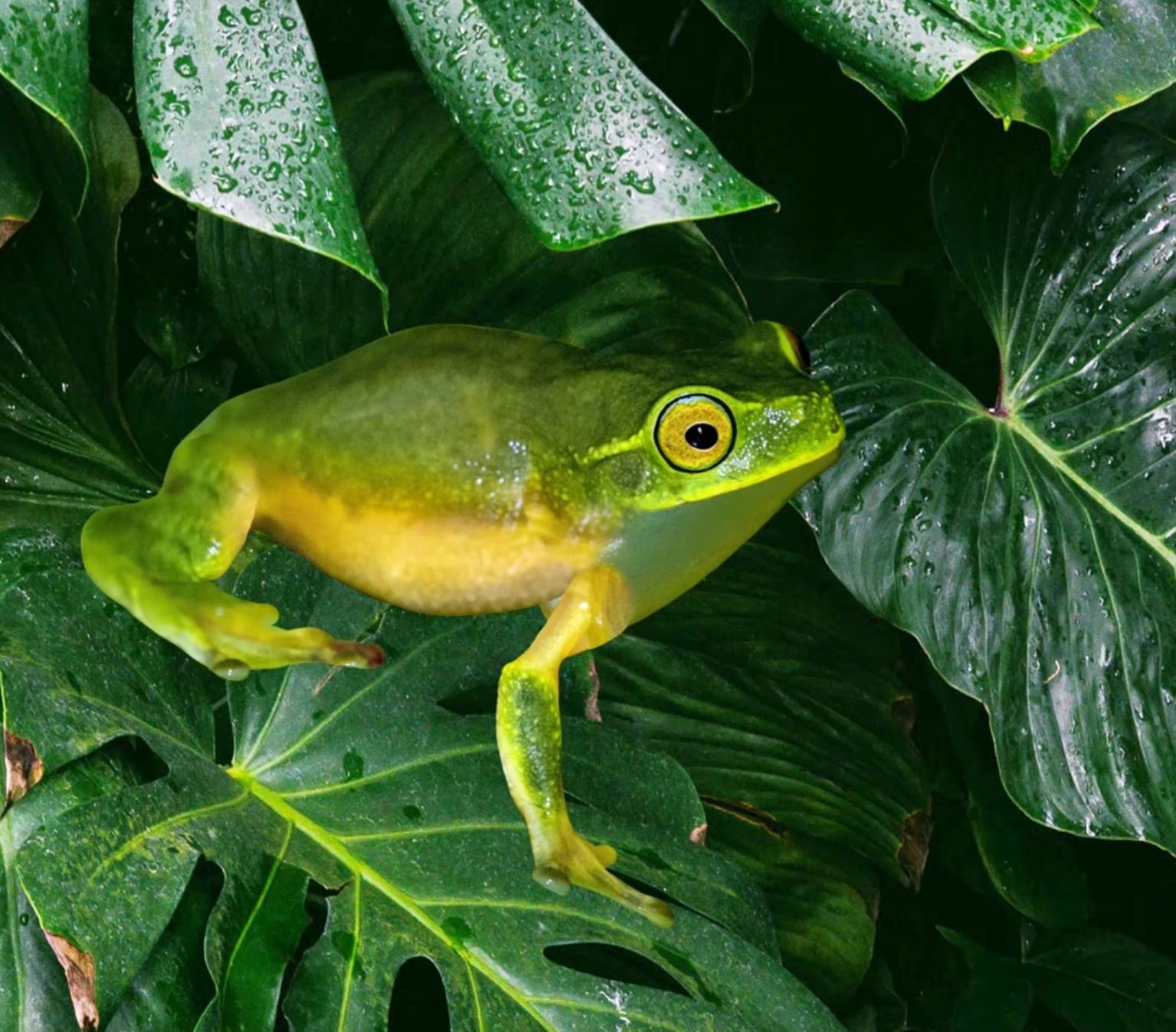 Flying Frog