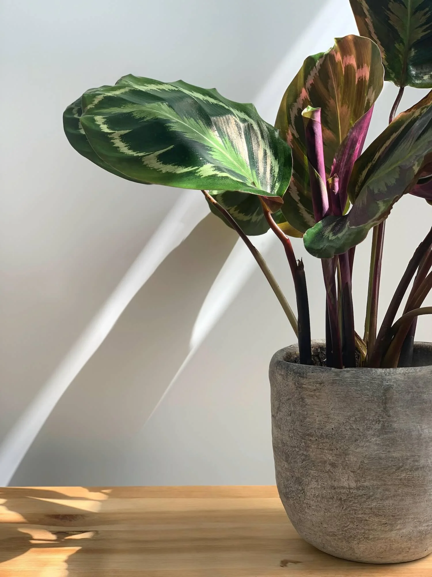 Lush plant in a stone pot with warm natural light, evoking a calm and grounded space