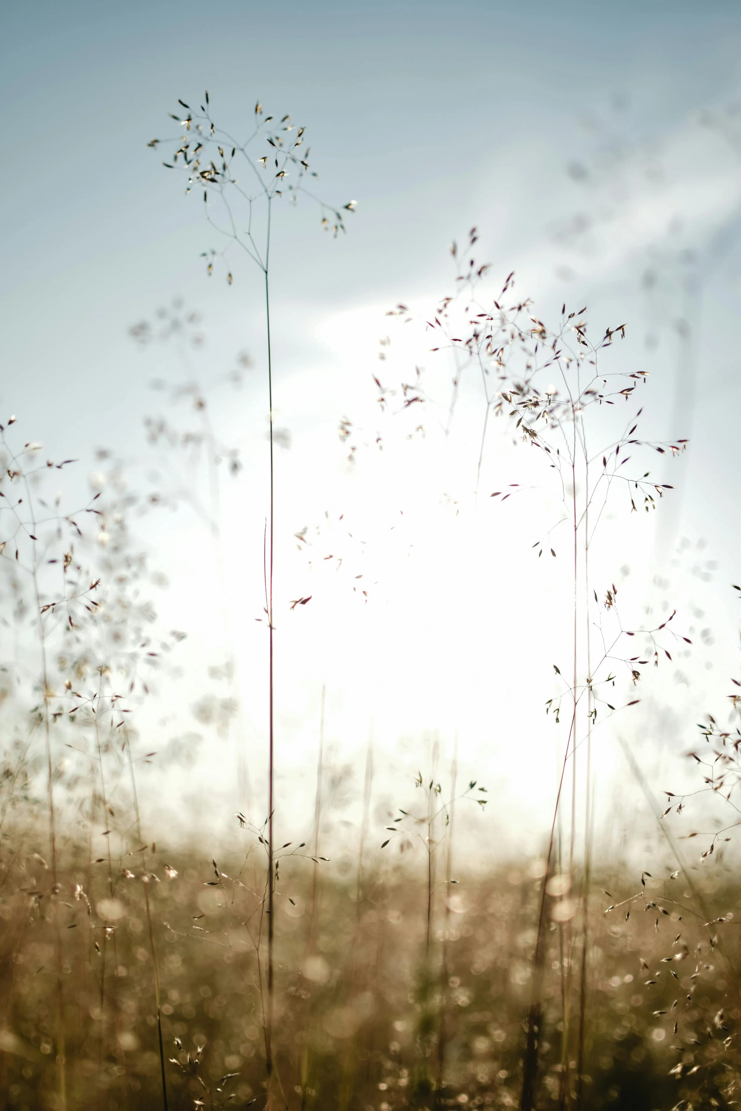 Calm and considered. Tall grasses in a field with a bright sky and minimal clouds.