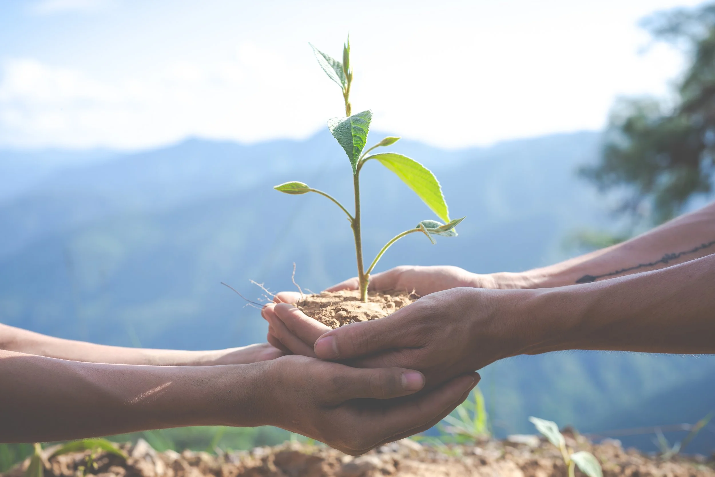Two hands supporting a small plant with roots and green leaves, held over soil with a mountain and sky background.