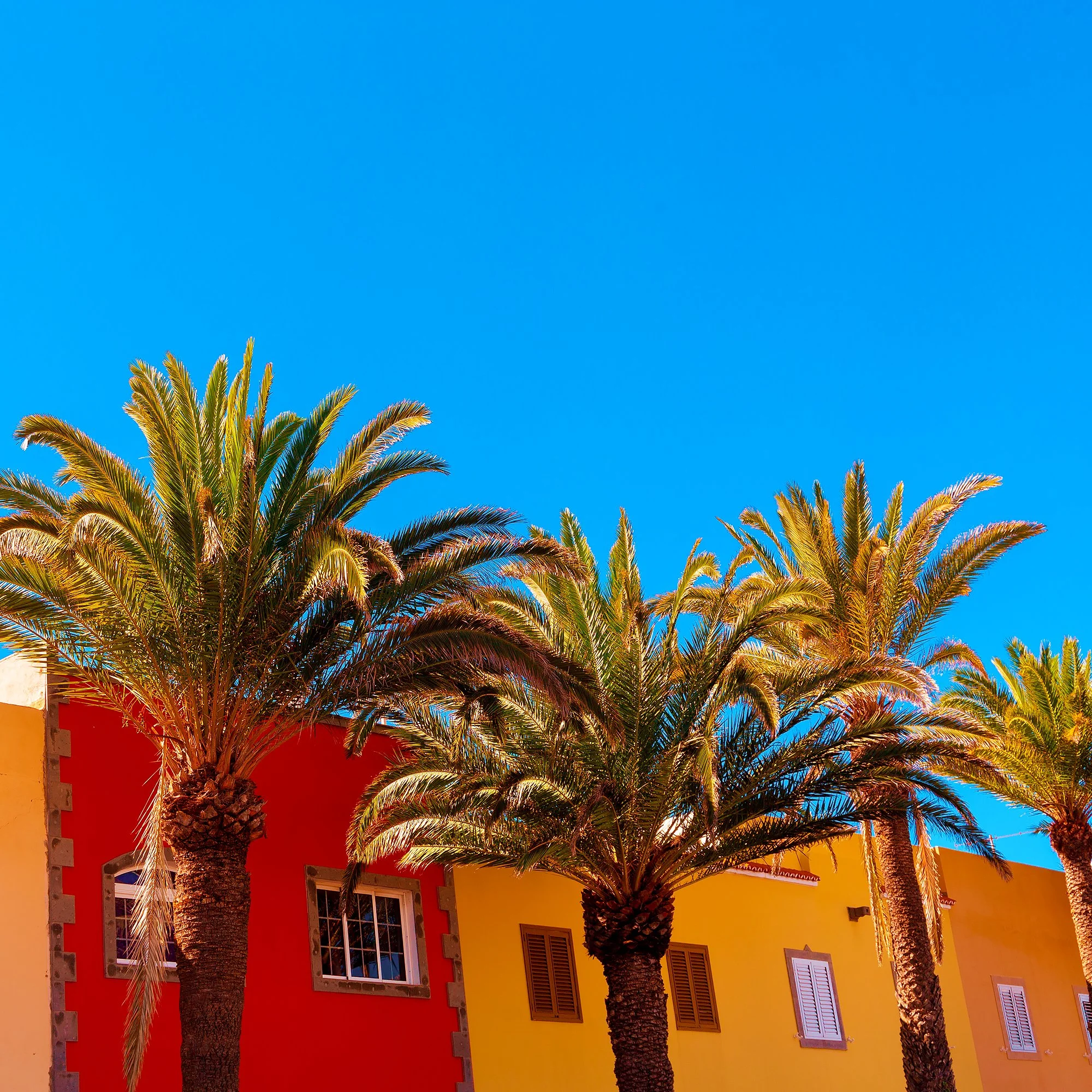 Colorful buildings and palm trees against a bright blue sky.