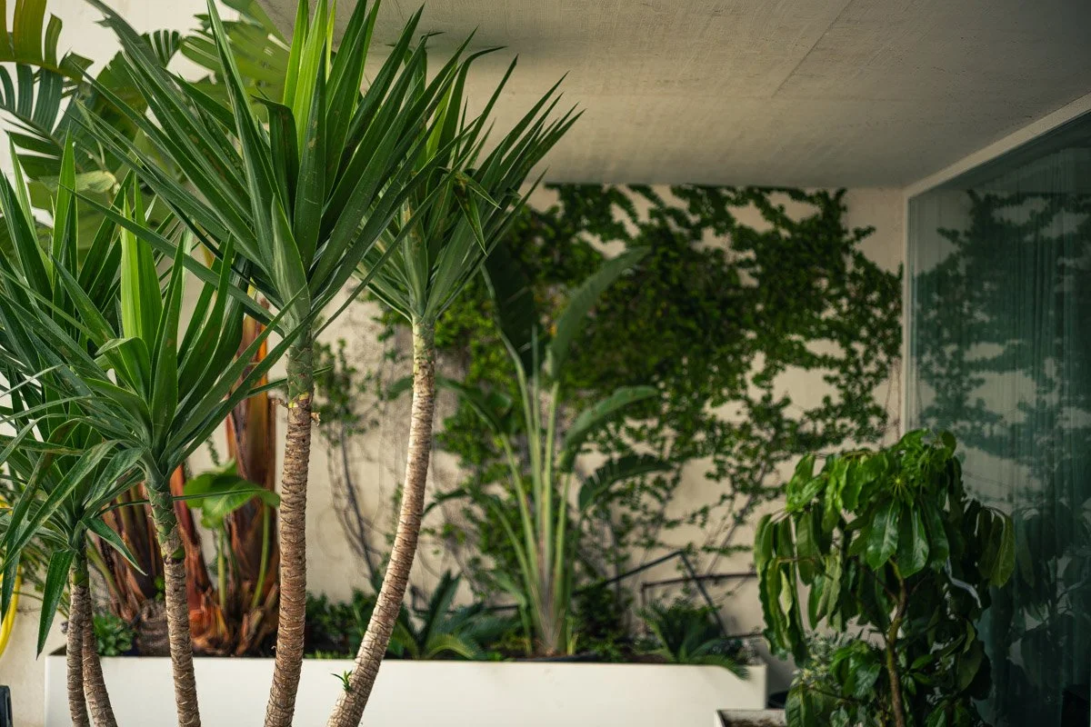 janvier plants &amp; design | landscape &amp; architecture photography. lisbon. 