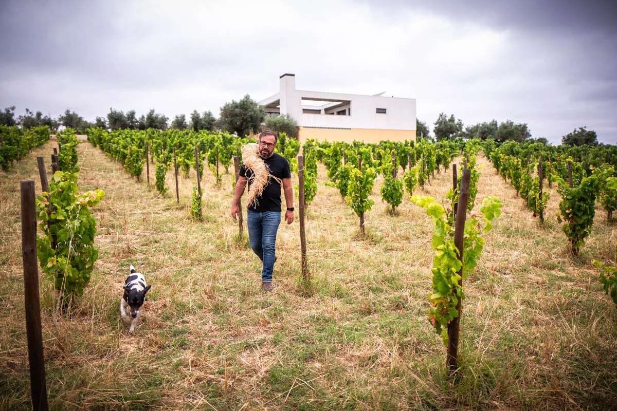 Hamilton Reyes walking with his dogs on his Natus Vini estate in Vidigueira