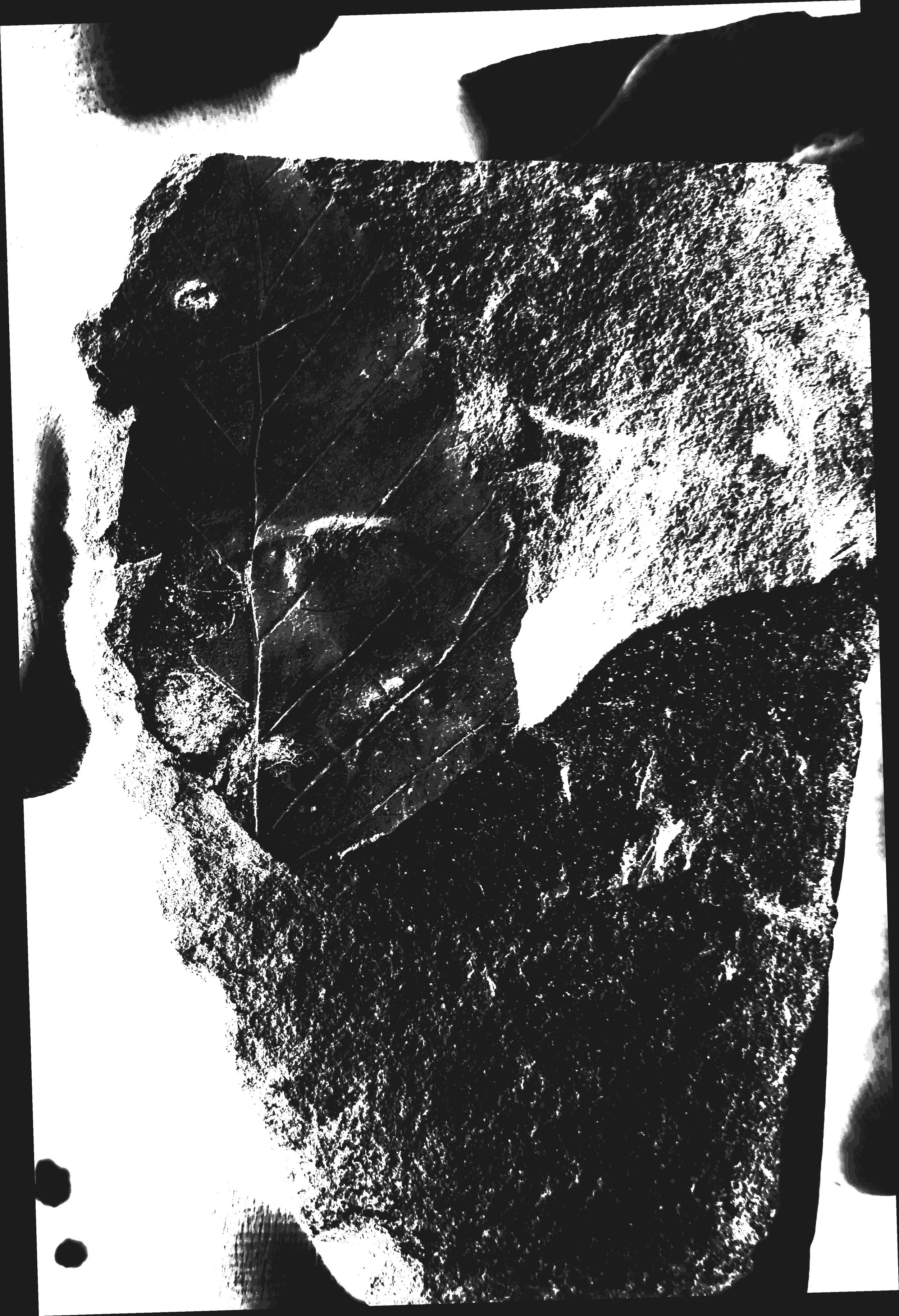 fossil leaf .jpg