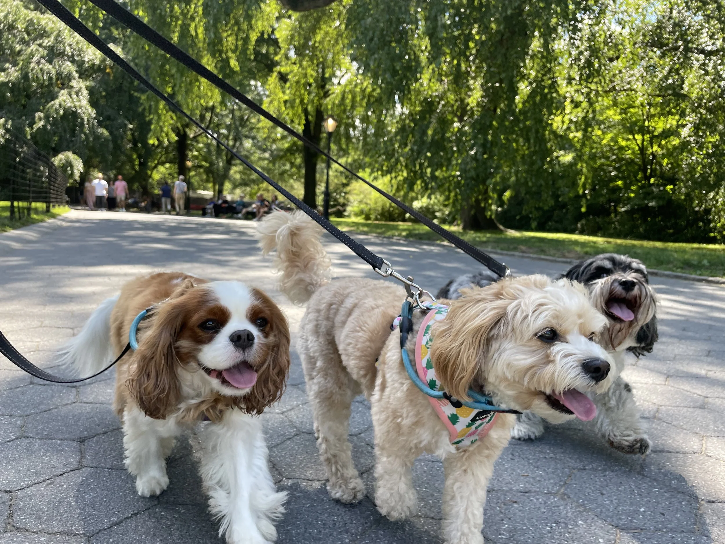 Three small dogs on leashes in a park, with people walking and sitting in the background among green trees.