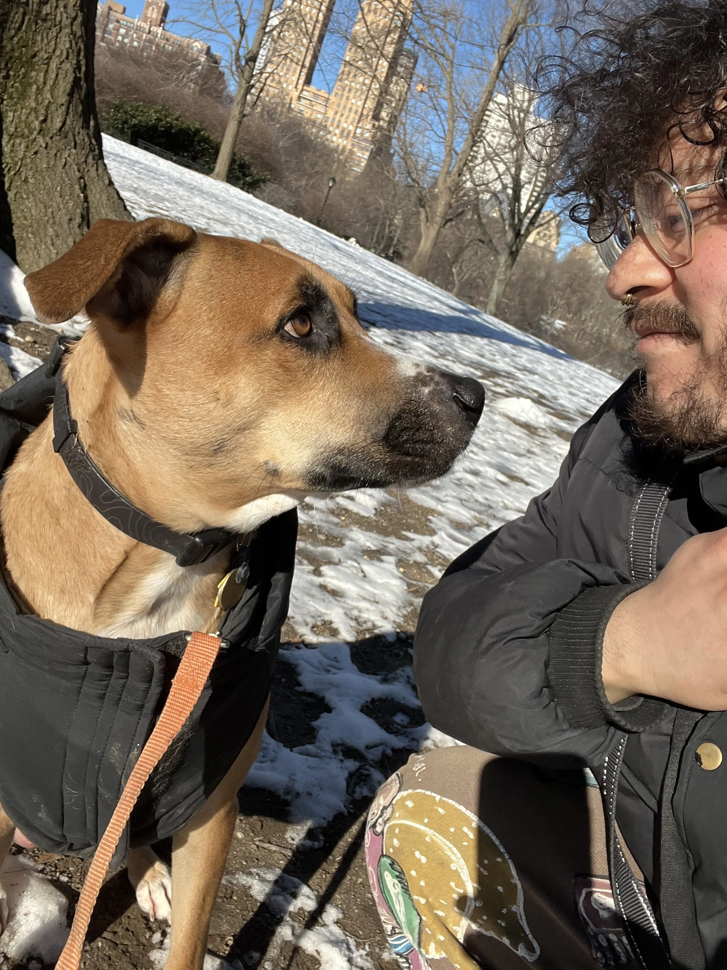A man with curly dark hair, glasses, and a mustache is outside in a snowy park. He is looking at a dog, which is tan with black markings, wearing a black harness and an orange leash. The dog is sitting on the snow and looking back at the man. In the background, there are leafless trees, tall buildings, and a clear blue sky.