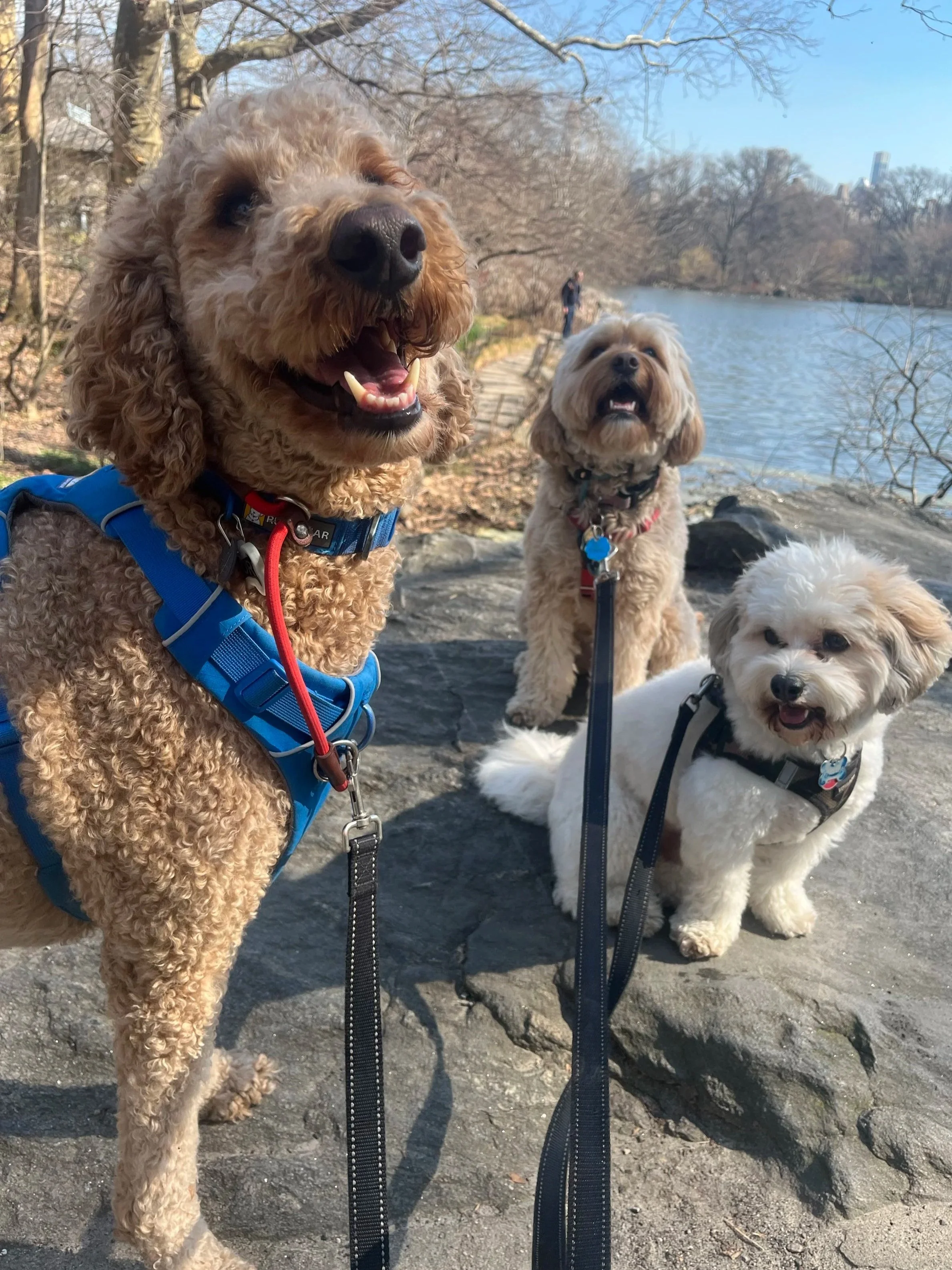 pack+walk+portrait.jpg